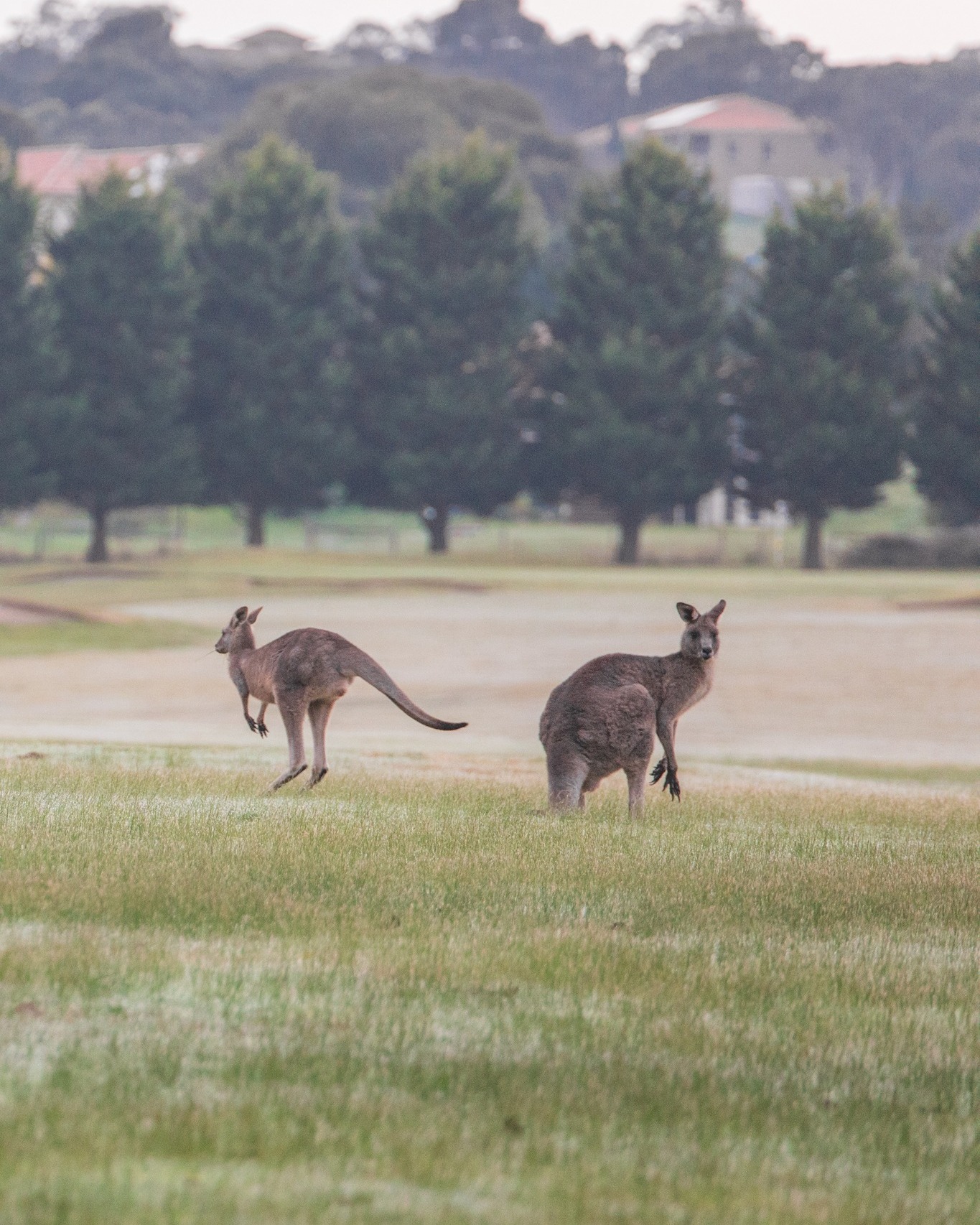 A special sight around the grounds at Hidden Valley Resort 🦘
Surrounded by spectacular native flora and fauna, there’s always something to enjoy as you make your way through the resort.
#HiddenValleyResort #VisitWallan