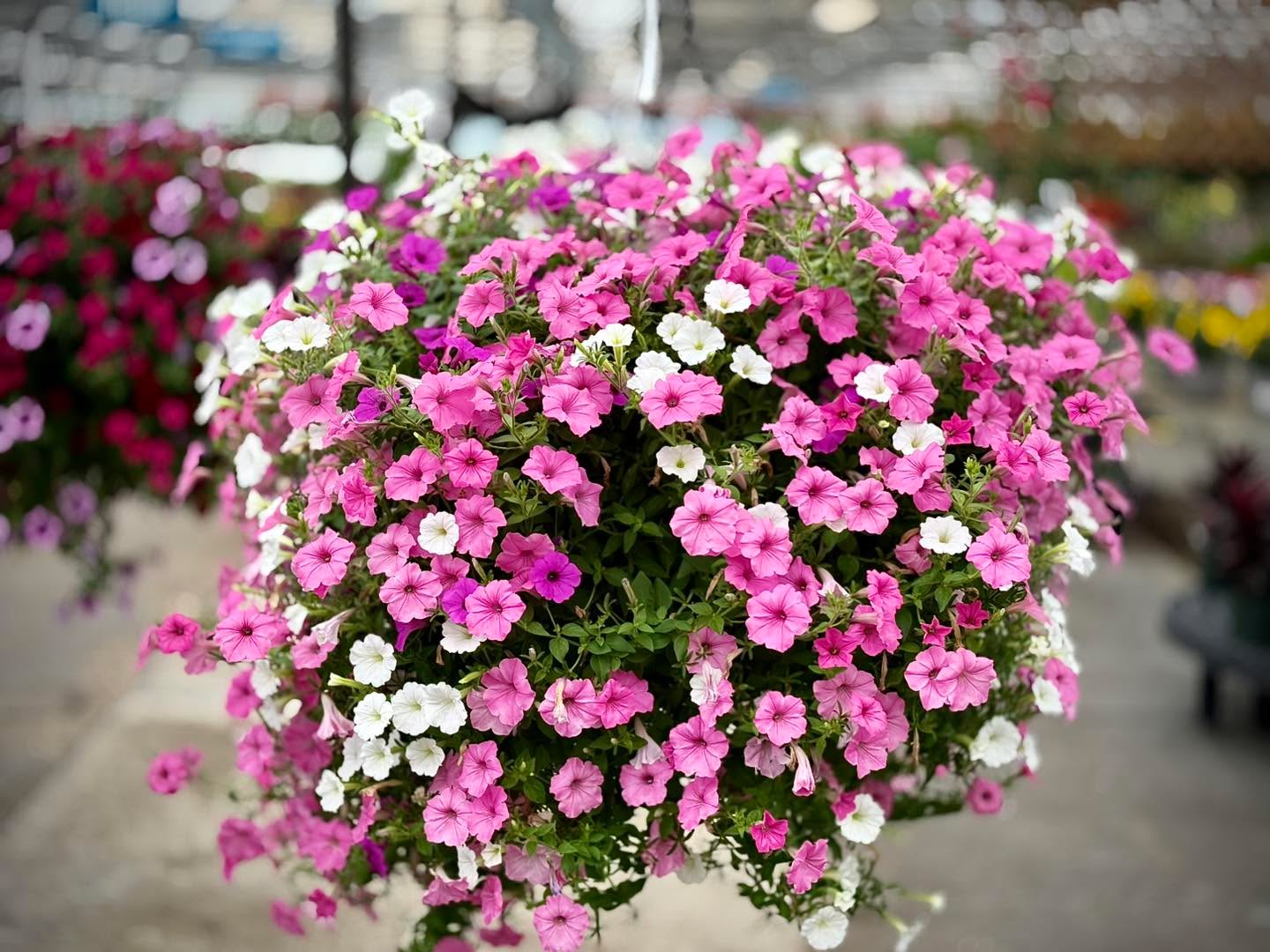 ⏰ The weekend is almost here and the clock is ticking on June planting! ⏰
The 2026 Battle of the Blooms is officially underway, and your neighbors are already grabbing their secret weapons. Don't let them get a head start on those August prize-winning roots!
With $750 in Stockslager’s Gift Cards up for grabs, your summer garden could literally pay for itself.
Weekend Mission:
1️⃣ Drive out to Stockslager’s in New Lebanon.
2️⃣ Fill your cart with gorgeous color.
3️⃣ Snap your "Before" photo with the tags in the shot before planting.
Whether you have a massive backyard flowerbed or a couple of patio containers, everyone has a chance to win. See you at the greenhouse this weekend!
#WeekendGardening #BattleOfTheBlooms #Stockslagers #ShopLocal #NewLebanonOhio #SummerGarden #FlowerPower