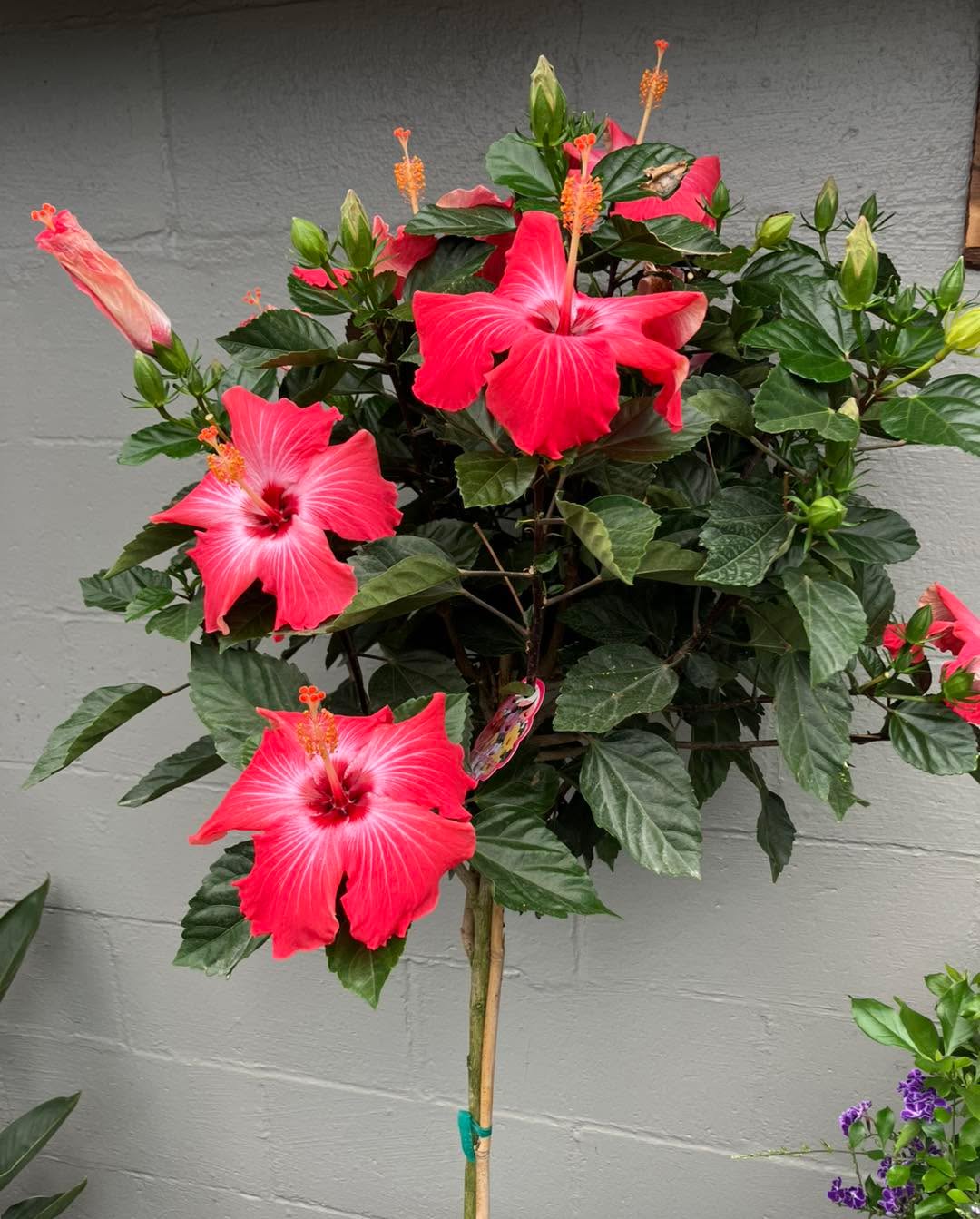 🔥 Looking for a secret weapon for the Battle of the Blooms? Go Tropical. 🔥
As the summer heat starts cranking up, you need plants that don't just survive July and August—they thrive in it. If you want a garden that looks like an absolute paradise for your "After" photos, it’s time to talk Tropicals! 🌺🌴
Mandevilla vines, vibrant Hibiscus, and dramatic Cannas love the mid-summer sun. Planting them now in June gives them the perfect head start to explode with massive, show-stopping color just in time for the August judging.
Bring the vacation vibes to your backyard and get yourself closer to that $750 Grand Prize pool.
🛒 We are open til 5 Monday through Saturday —stop by New Lebanon on your way home tonight and beat the weekend rush!
Hashtags: #TropicalPlants #SummerVibes #Hibiscus #Mandevilla #StockslagersGreenhouse #BattleOfTheBlooms #OhioGardeners #GardenGoals