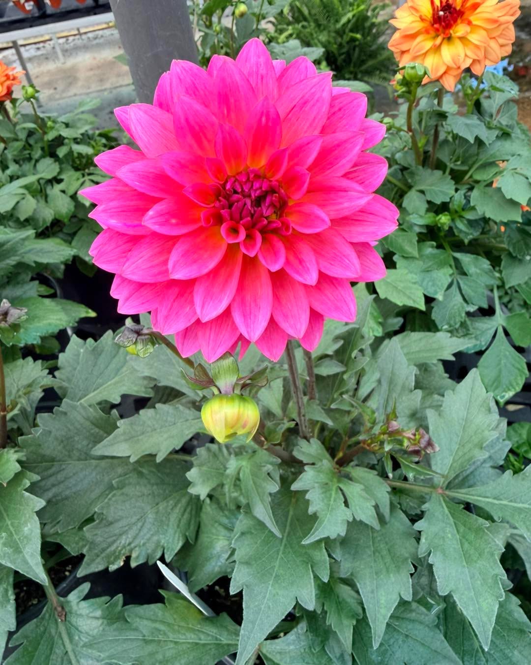 ⚠️ WAIT! Don't dig that hole just yet! ⚠️
It’s mid-week, the weather is perfect, and we know you’re eager to get your new Stockslager's beauties into the ground. But before you get your hands dirty, let’s do a quick checklist for the Battle of the Blooms:
✅ Did you take the "Before" photo? (Once they are planted, it's too late!)
✅ Are the official Stockslager’s tags or green pots clearly visible in the shot? 🏷️👀
Remember, the Golden Rule is all about authenticity. We want to see those legendary August results come from the hard work you’re putting into our plants starting right now in June.
Take 10 seconds to snap the photo, save it to your phone, and then give those roots a good home. Your future self (and your wallet, if you win that gift card!) will thank you.
#Stockslagers #BattleOfTheBlooms #GardeningRules #BeforeAndAfter #JuneGardening #DaytonOhio #GardenChallenge