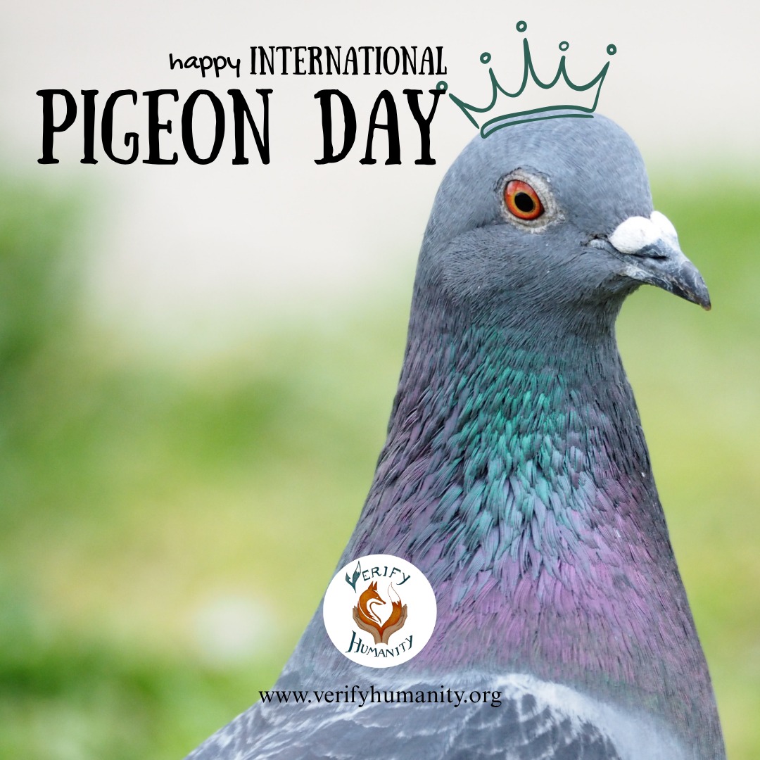 🕊 Happy International Pigeon Day 🕊
Britain’s most misunderstood bird’s celebration day has finally arrived. After being domesticated by humans and playing important roles for soldiers during WW1 and WW2, the pigeon is now persecuted in our urban cities. Not only are pigeons heroic, but they are also a very intelligent species. It is important to remember these beautiful birds' positive role in our history to coexist peacefully with them in our future.
#pigeon #pigeons #coexistence #wildlifeuk #urbanwildlife
Source
1. Wildlife and Countryside Act 1981 https://www.legislation.gov.uk/ukpga/1981/69