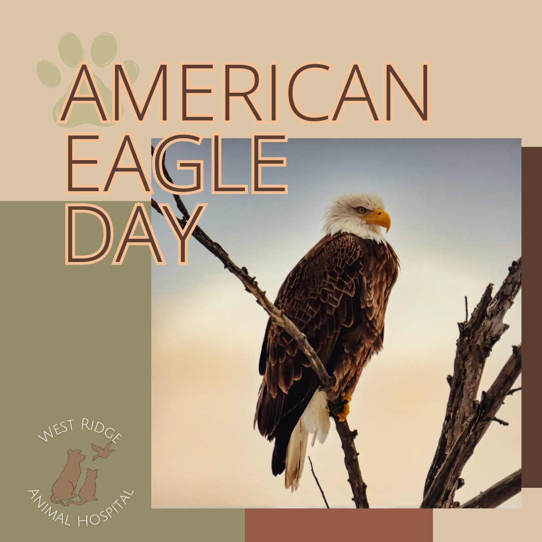 Happy American Eagle Day!
Today we celebrate the spectacular recovery and majesty of the Bald Eagle.
Once on the brink of extinction, strong conservation acts and environmental protection helped them soar back to safety.
It’s a shining proof that when we protect habitats, wildlife wins!
#AmericanEagleDay #BaldEagle #ConservationSuccess #ProtectOurPlanet #westridgeanimals