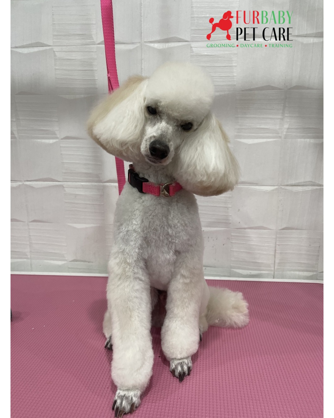🐾💫 Curls on point, confidence unmatched. Nothing says "main character energy" like a fresh poodle style groom. 🐩✨
#poodlegroom #stylegroom #poodlehaircut