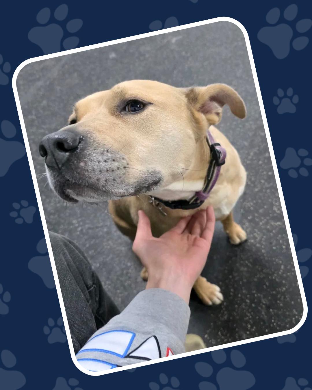 Ball lovers, belly rub lovers, and just-happy-to-be-here pups! 🐾
👉 Swipe for loooovely faces 🫳 🐶
#GivingTree #Virginia
#givingtreeK9club #fallschurch
#BallLover #BellyRubLover
#And #Just #Happy #Dog