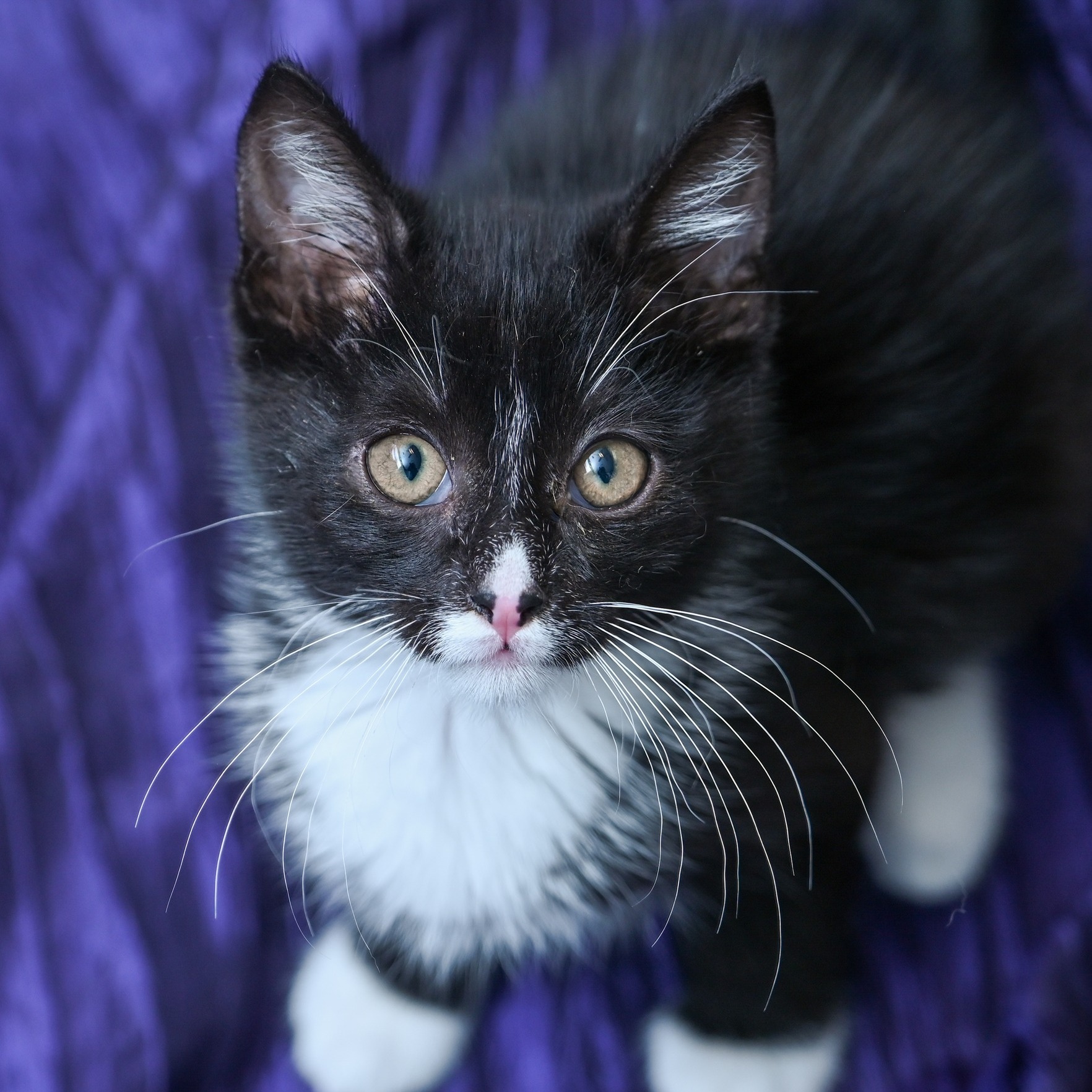 Just when you think they can't be any cuter, you see the photo session of Mowgli and Avatar taken by our amazing professional photographer! Please come meet our adoptable kittens...we have many more still in foster homes! #kittensofinstagram #adoptashelterkitten #fosteringsaveslives #adoptionsaveslives