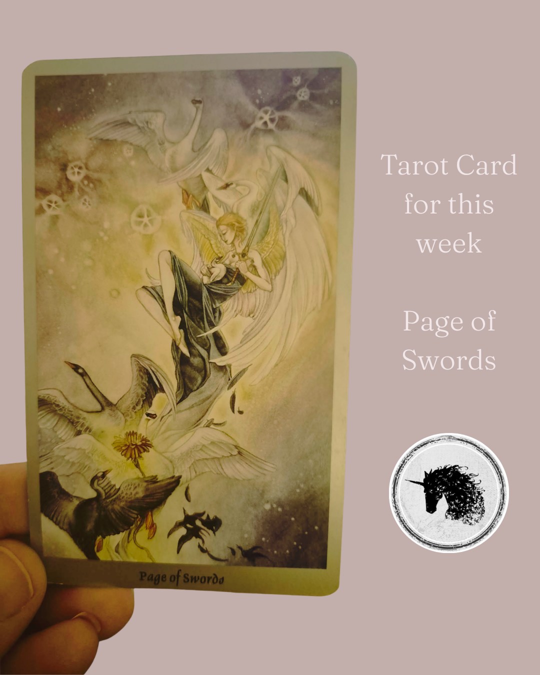 Our card for this week is the Page of Swords
As always, my intention with these readings is to provide a micro look at the energies as they may play out through the week — to be a conversation, a discussion, and an invitation to connect. These energies may show up through your interactions with others, your situations you find yourself navigating, internal feelings and thoughts or single moments of awareness.
An anchor for you through each week.
I see this page as a dance of grace and balance. I was struck by the main figure’s balance amidst black and white swans, holding a baby swan tenderly. This week might be a time when clarity comes not through gently holding a new thought or insight, just like that delicate creature. There is nothing to force here.
Traditionally, the Page of Swords can bring inquisitiveness, new ideas, or messages.
Practically through the week, this may look like;
- receiving information that changes how you view something
- feeling inspired to learn a new skill or explore a new interest
- asking more questions than usual
- seeing two sides of a situation more clearly
- feeling curious about a topic and disappearing down a research rabbit hole
- finding yourself observing more and speaking less
Just as the Page balances curiosity with care, you might ask yourself: What new thought or idea am I being invited to nurture gently, without rushing to a conclusion?
This week is about staying inquisitive, but also patient. Observe your thoughts and explore new insights, remaining open to new perspectives being presented to you.
The Page is asking... what else might be true?
Blessings ✨
Priestess Clan Mother
Tracy-Lee x 🦄💛