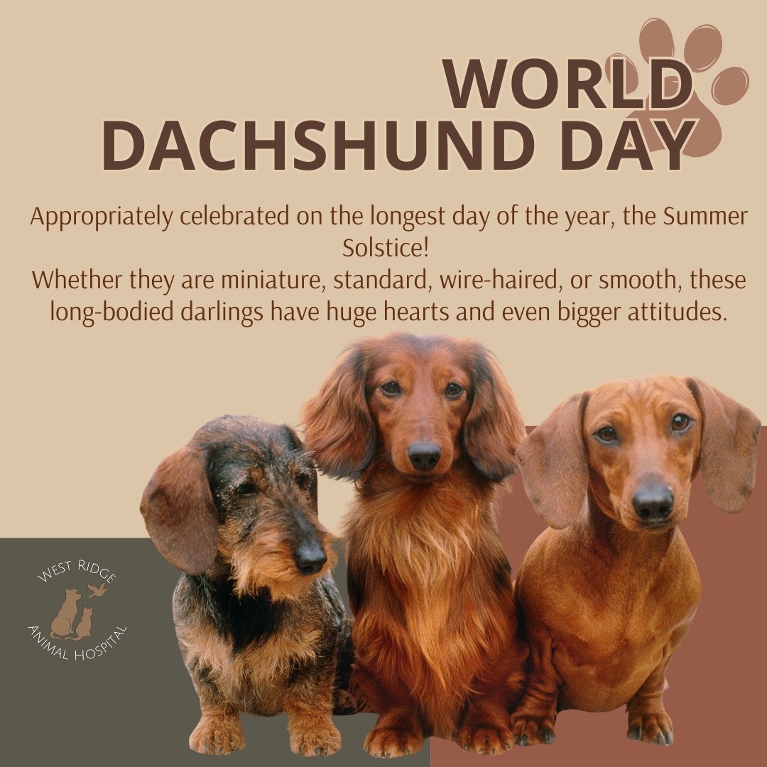 It’s World Dachshund Day (appropriately celebrated on the longest day of the year, the Summer Solstice!). Whether they are miniature, standard, wire-haired, or smooth, these long-bodied darlings have huge hearts and even bigger attitudes. Give your "wiener dog" an extra treat today and share their picture below!
#WorldDachshundDay #DoxieLove #WienerDog #NoCoPets #westridgeanimals