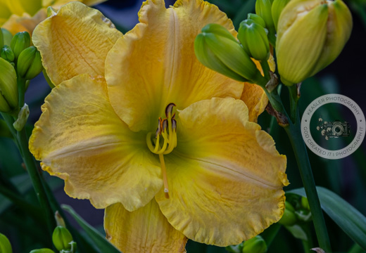 my yard 612 #flowerphotography #landscapephotography #naturelovers #daylillies