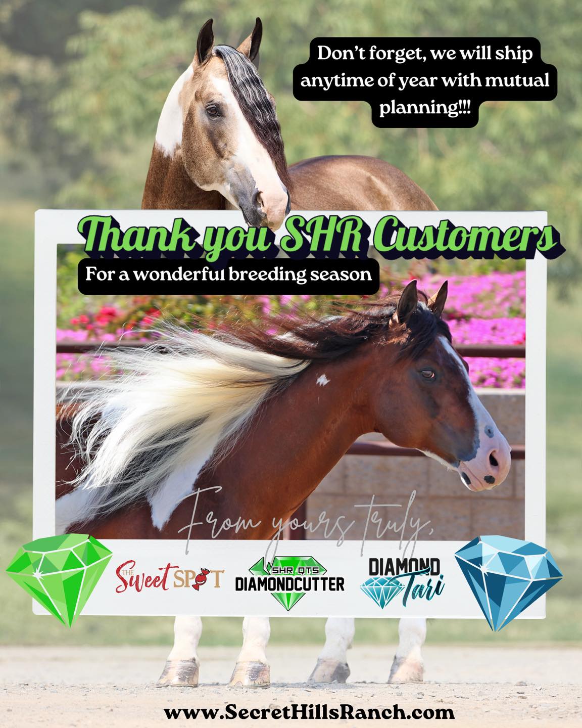 As we wrap up another breeding season at Secret Hills Ranch, we want to take a moment to sincerely thank all of our mare owners, breeders, veterinarians, and friends who entrusted us with their breeding programs this year.
Today marks our final official collection day of the 2026 breeding season for SHR QTs DiamondCutter, Diamond Tari, and The Sweet Spot (frozen only for TSS). We are incredibly grateful for the continued support these exceptional stallions receive year after year and for the wonderful relationships we’ve built with breeders across the country and around the world.
Watching your breeding plans come together, celebrating pregnancies, welcoming new foals, and seeing generations of Secret Hills Ranch horses continue to excel is truly the most rewarding part of what we do.
While today is our last scheduled collection day of the season, please remember that Secret Hills Ranch remains available year-round. We are happy to accommodate collections and frozen semen shipments outside of the traditional breeding season with advance planning and mutual scheduling whenever possible.
NOTE: Our family is out of town July 8-18, so no collections during those days can be fulfilled…
Thank you for making another successful season possible. We appreciate every mare owner who chose one of our stallions, every veterinarian who worked alongside us, and every family who trusted us to be part of their program.
From all of us at Secret Hills Ranch—and from SHR QTs DiamondCutter, Diamond Tari, and The Sweet Spot—thank you for an incredible season. We look forward to celebrating your 2027 foals and future successes!
#SecretHillsRanch #SHRQTsDiamondCutter #DiamondTari #TheSweetSpot #BreedingSeason #PaintHorse #APHA #HorseBreeding #StallionService