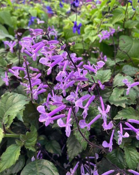 🌸 SNEAK PEEK ALERT! 🦋
Tomorrow is the big day! The sun is shining, the greenhouse is packed, and we are putting the finishing touches on our Pollinator Palooza setup!
Take a look at just a few of the stunning, pollinator-friendly flowers we’ve set aside for tomorrow’s 14” Make & Take Planters ($24.99).
Whether you want to build a show-stopping pot for your porch, learn some incredible gardening tips from our guest speaker from the OSU Extension Office, or let the kids get their hands dirty planting Sunflowers and Zinnias, there is something for everyone.
⏰ When: Tomorrow morning!
📍 Where: Right here at the garden center!
Tag your favorite gardening buddy in the comments and let them know where you'll be tomorrow morning! 👇✨
#GardenInspiration #PollinatorGarden #WeekendPlans #FlowerPower #MakeAndTake