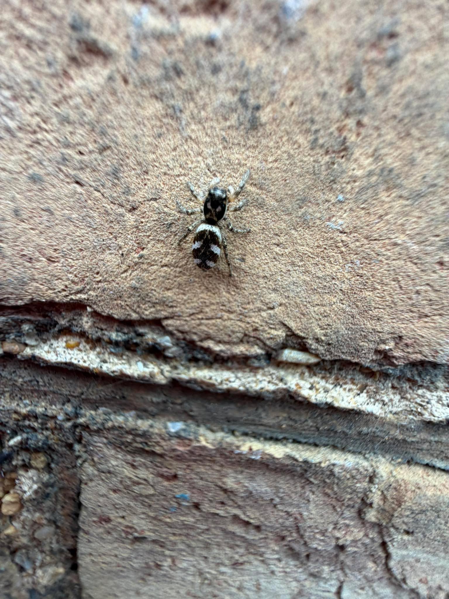 Another beauty visiting the garden today ..The Zebra jumping spider (Salticus scenicus) ❤️🕸️