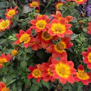 ☀️ GOOD MORNING & HAPPY POLLINATOR PALOOZA DAY! 🐝🎉
The doors are open, the coffee is brewing, and the flowers are ready! Today is the day to celebrate our favorite garden helpers.
Bring the family down this morning for a day full of dirt, flowers, and fun:
🪴 Create your own premium 14” Make & Take planter for only $24.99.
🌻 Let the kids plant free Zinnia and Sunflower seeds to jumpstart their own gardens.
🦋 Chat with our guest expert from the OSU Extension Office to get all your pollinator questions answered!
The best blooms go fast, so grab the kids, head on over, and let’s plant something beautiful together. See you soon! 👋🌸
#SaturdayVibes #CommunityEvent #PlantLovers #PollinatorPalooza #ShopLocal
