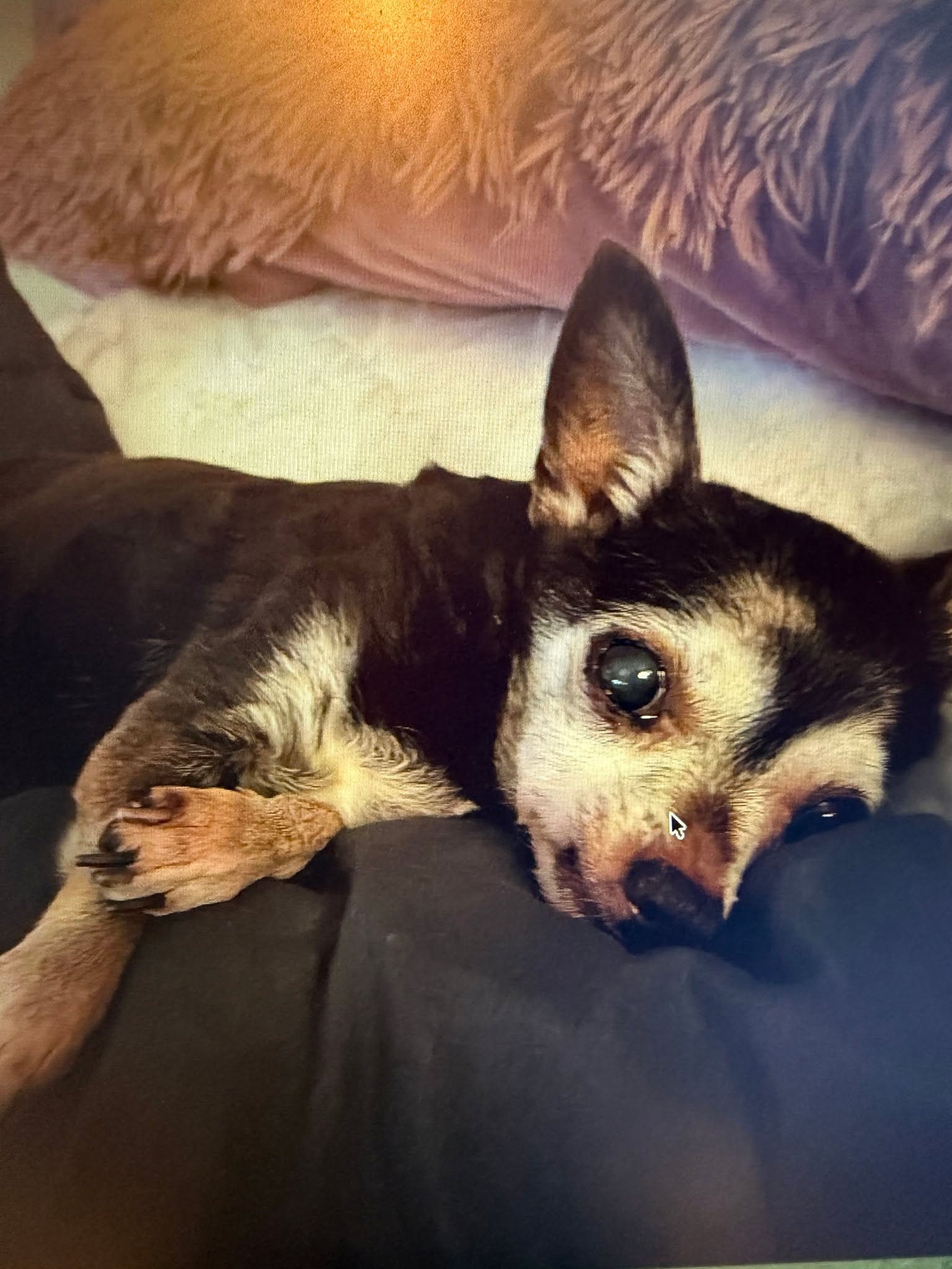 Can you help with Penny.....we need an immediate foster or adoptive home for a sweet 14yr old chihuahua. She is friendly and has lived with younger kids, cats and other dogs. We'd like a nice senior home for her to relax in her last years.
If you can help out, please send an email to Karen at info@smalldogrescuebc.com
Please share her so we can find her a home soon!
