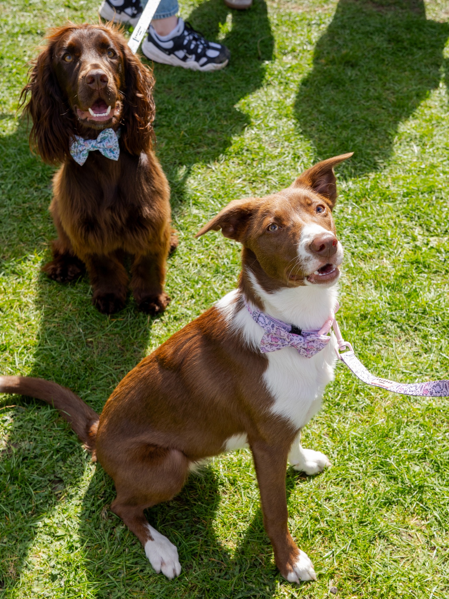 📅Today is The Barket at @broughty.ferry
⏰We open at 10am with all of this
❤️30 stalls featuring everything your pet could ever want
🤩A mix of new and returning stalls
🥰Delicious, hot food for the hoomans
📸 Pet photographer capturing your fur babies at their best
🐩Famous Fun Dog Show with 10 categories and prizes
📸Our Event Photographer capturing all the event moments of you and your furry pals
🥰 A nice way to show your support for small local businesses and help to build our market community
🚗 Lots of nearby street parking
🚶♂️A short walk from the town centre
🎟️ £2 adults and under 16s are free
🏪 Traders: To book a for any of our markets or just to ask a question visit: https://www.theyardevents.co.uk