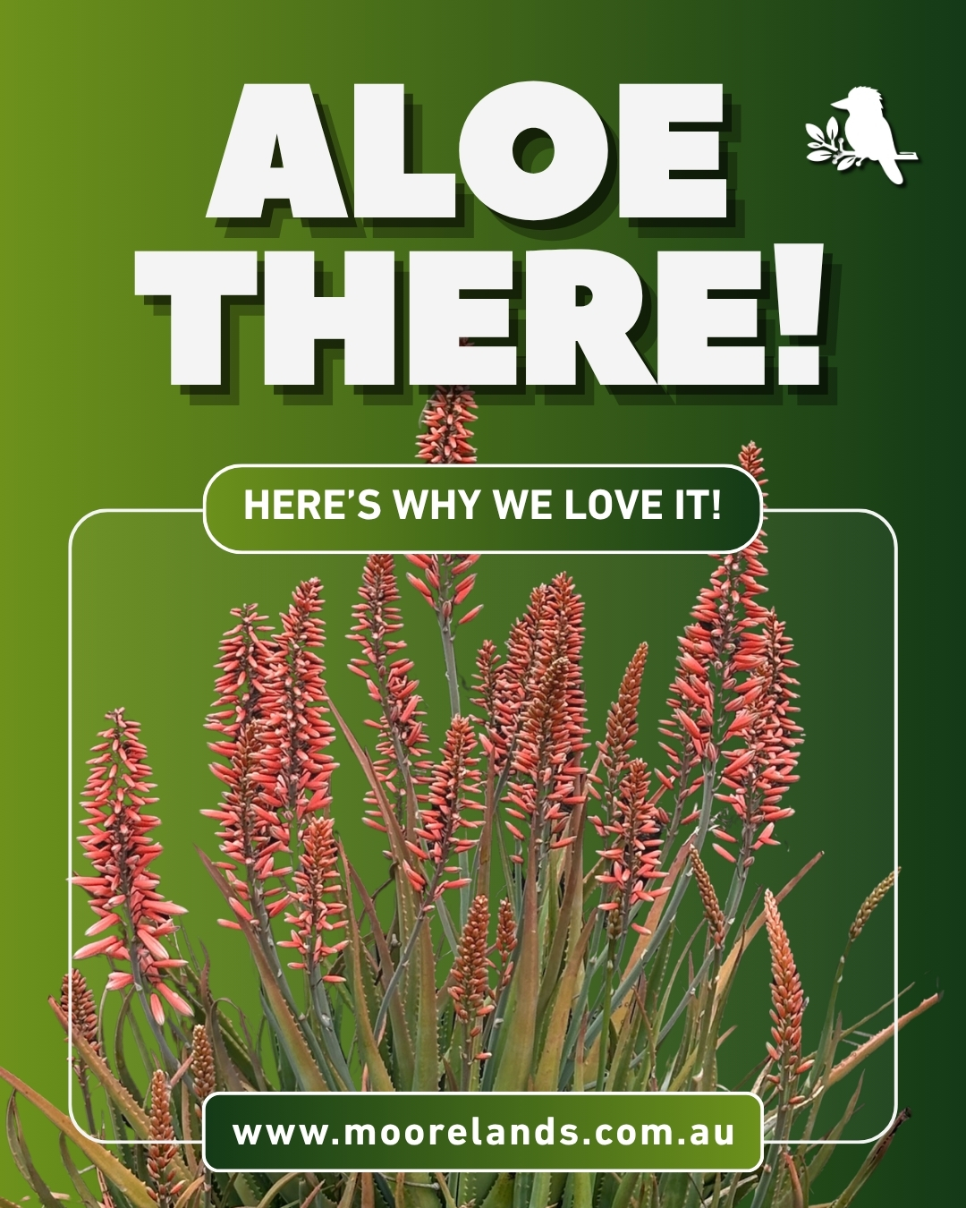 Some plants are happy to sit there and look pretty. Aloe pulls its weight. 🌿
It's one of the toughest, most forgiving plants you can keep, which makes it a brilliant first plant or a no-stress pick for anyone short on time. And it handles our climate beautifully.
Check out why we love it, plus how to keep yours happy.
We've got a lovely batch out here at Moorelands right now, so come out to see us and pick up one for your place.
