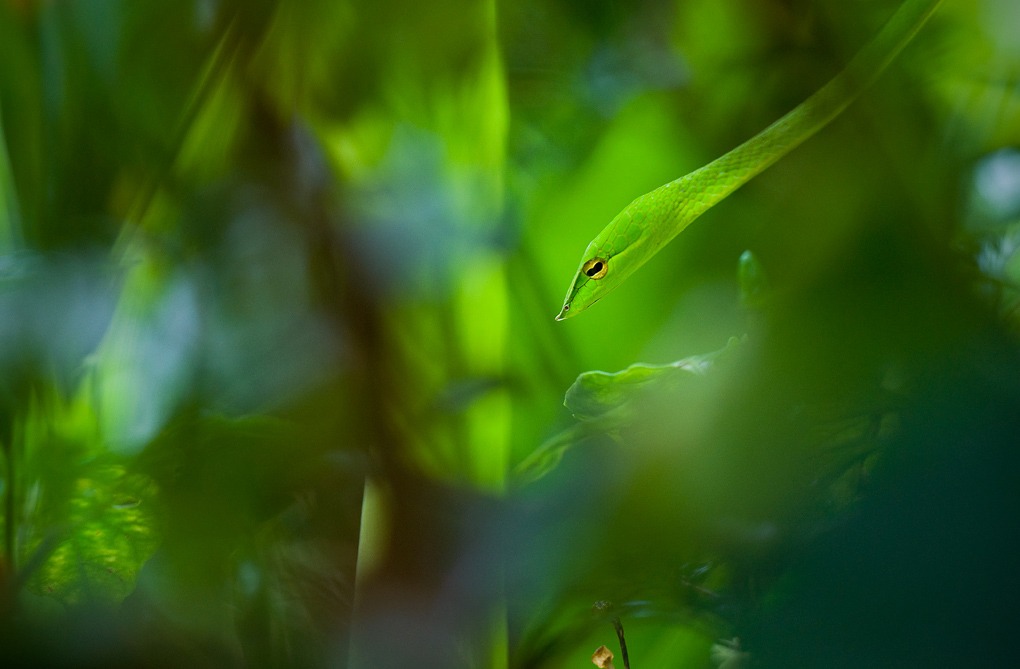 Meet the majestic green vine snake, a stunning species that slithers its way into our hearts! š Monsoon visitors, bringing life and vibrancy to our surroundings, and reminding us of the beauty of nature's cycles. āļø