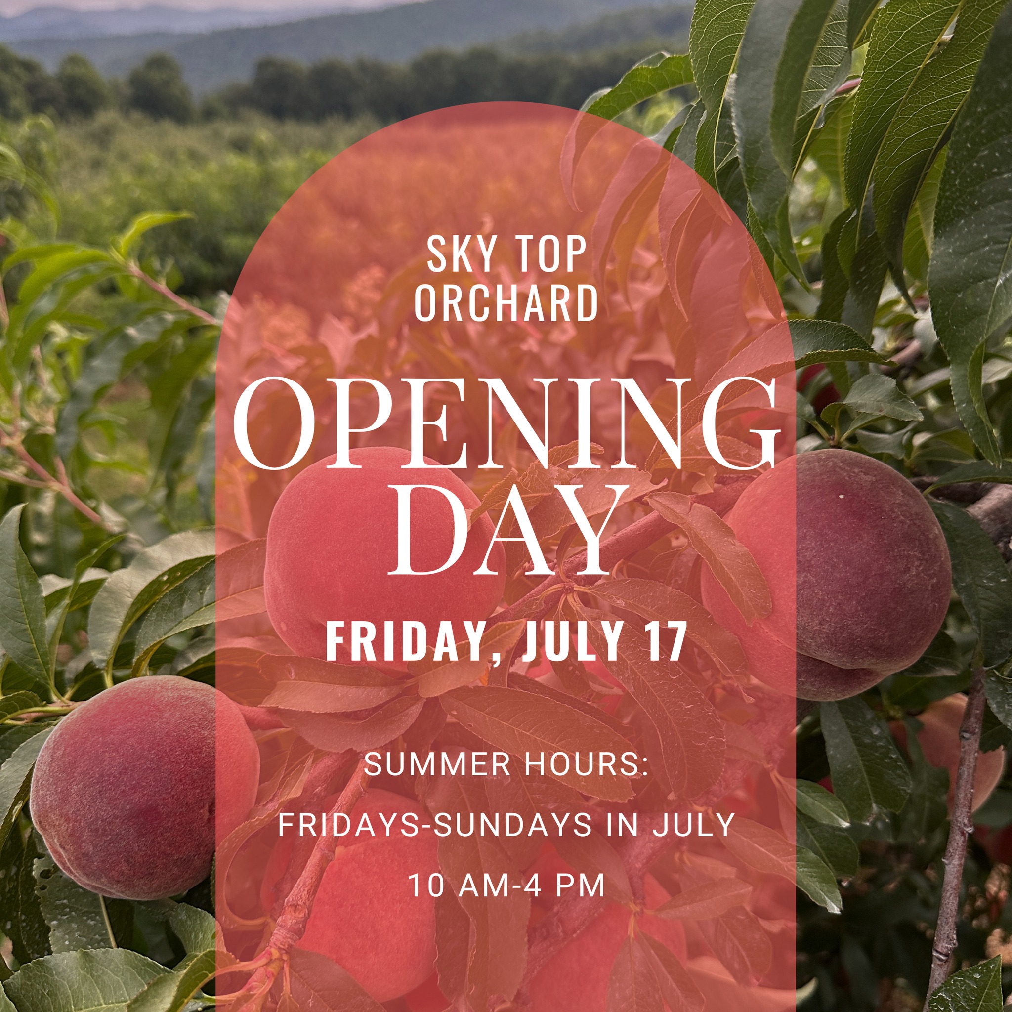 🗓️ Opening Day is almost here!
Mark your calendars for July 17 and get ready for another season filled with fresh-picked fruit, beautiful mountain views, and all your favorite Sky Top traditions.
Summer Hours:
🍑 July 17-19 | 10 AM-4 PM
🍑 July 24-26 | 10 AM-4 PM
🍑 July 31-August 1 | 10 AM-4 PM
Stay tuned for August hours. We can't wait to see you back at the orchard!