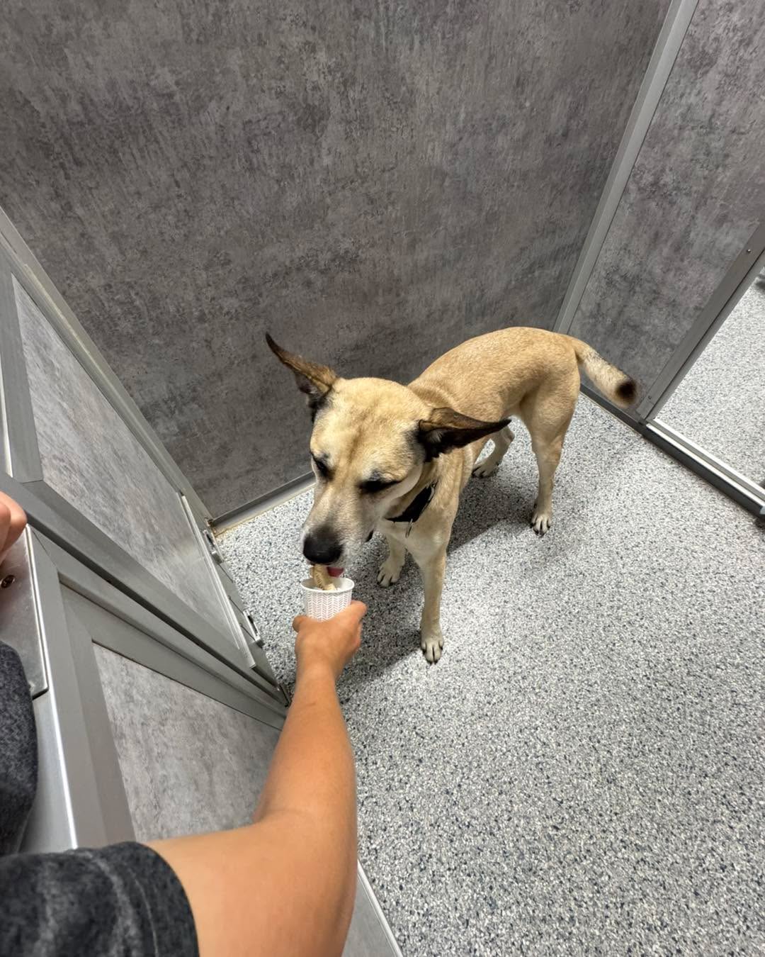 Pup Cup Delivery: .5 Edition 🐶🍦
That’s it. That’s the post.
Thank you, United Community Bank!