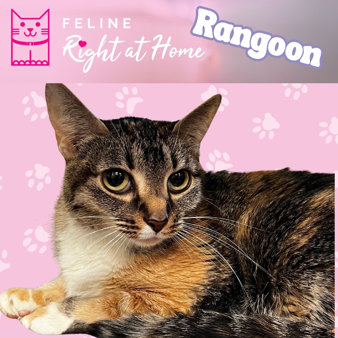 Join our staff in welcoming Rangoon to our Feline Right at Home Program! 🧡 This sweet little Calico is already stealing hearts, and we’re both excited and honored to help her build her confidence, regain trust, and find the loving home she deserves!
🔗Check out our adoptable pets at dfwhumane.com
📍 4140 Valley View Lane, Irving, TX 75038
🕐 Hours: Tues–Fri 11am–6pm | Sat 10am–5pm