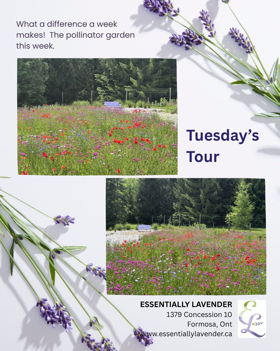 On our Tuesday Tour we revisited the pollinator garden once again a week later. What a difference a week makes. Oh la la! The colour is amazing.
#pollinatorgarden #amazingfloralcolour #lavenderfarm #pollinators #teeswater #explorethebruce #brucegreysimcoe #visitsouthbruce #walkerton #cargill #paisley #wingham #formosa #mildmay #hanover