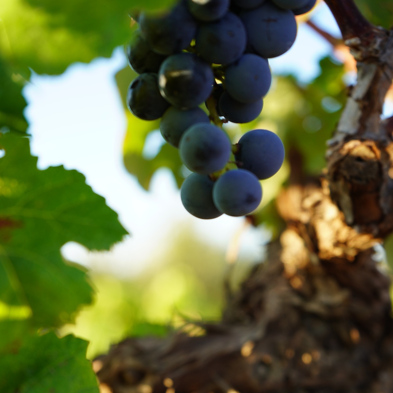 Bobal: variedad nativa de España y reina de nuestro terruño de altura en Utiel-Requena. En cepas viejas da su mejor versión: menos rendimiento, más concentración, color profundo, acidez fresca y la estructura salina que marca los Altos Levantinos.
EN: Bobal: native to Spain and the queen of our high-altitude terroir in Utiel-Requena. From old vines it shows its finest character — lower yields, greater concentration, deep colour, fresh acidity and the saline structure of the Altos Levantinos.
HE: בובאל — הזן הוותיק והמלכותי של הטרואר שלנו באוטיאל-רקנה.
#VinaMemorias #Bobal #UtielRequena #OldVines #AltosLevantinos