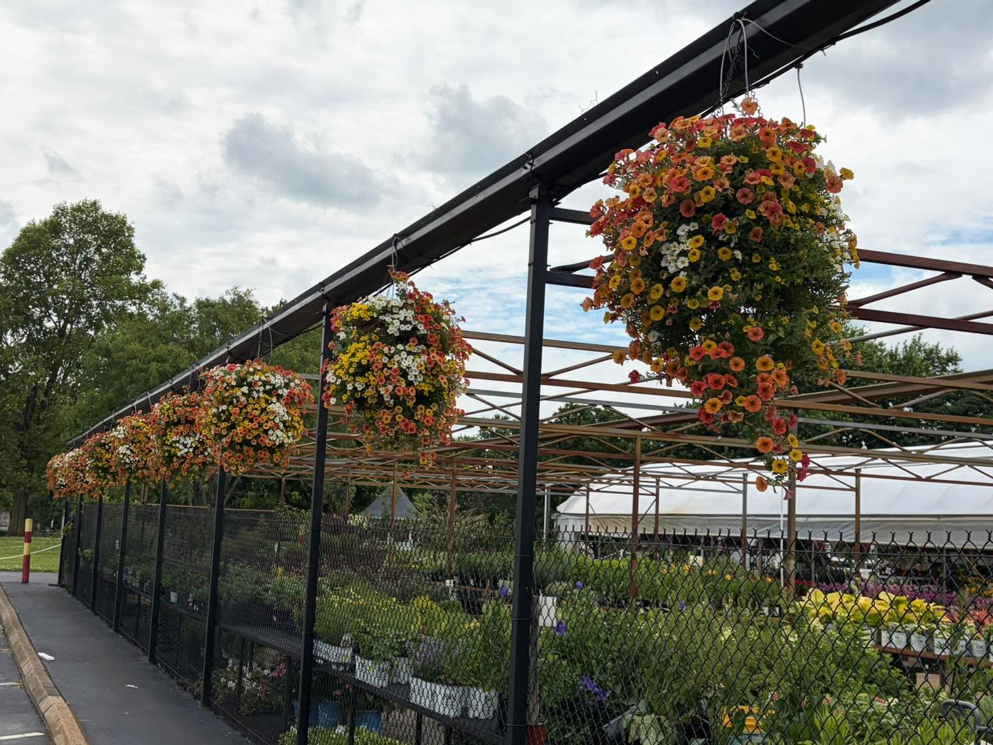 Pro-Tip for the upcoming July Bloom Contest: A little extra love this week means show-stopping petals next week! 💧☀️
While you’re prepping your entry photos, don’t forget to give your plants a boost. And if your garden needs a little extra filler to really make those colors pop, come see us.
Don't forget—spending $50 gets you that gorgeous, free patriotic patio pot or basket to instantly level up your outdoor space before the holiday weekend hits! 🇺🇸
#GardeningTips #PlantCare #BloomContestPrep #PatioStyle