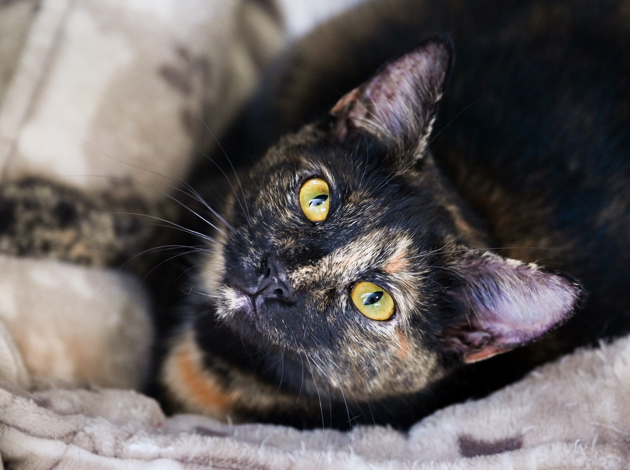 Four new kitties rescued by our friends with @radcat.tnr. Meet Dawn, Viola, Saturn, and Oaky. All have their own different story and are looking for love. We always enjoy getting to know our newcomers.
#catsofinstagram #adoptasheltercat