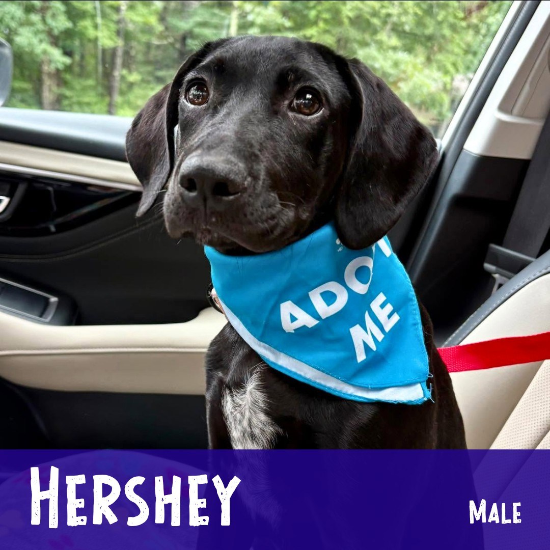 Adoptable Hershey!
Hershey is settling into his New England foster home, and is busy learning, playing, and being pampered. He does well with other dogs and enjoys playtime, and he’s been good about ignoring the resident cats, too. He loves chew toys and playtime; even better when there is a dog or human friend to join him! Since he can’t know what he hasn’t had a chance to be taught, he’s working on some basics like leash walking, but he’s doing great and is picking things up quickly.
Learn more about him and apply through the link in our bio...
.
#adoptablepuppy #rescuepuppy #rescuedismyfavoritebreed