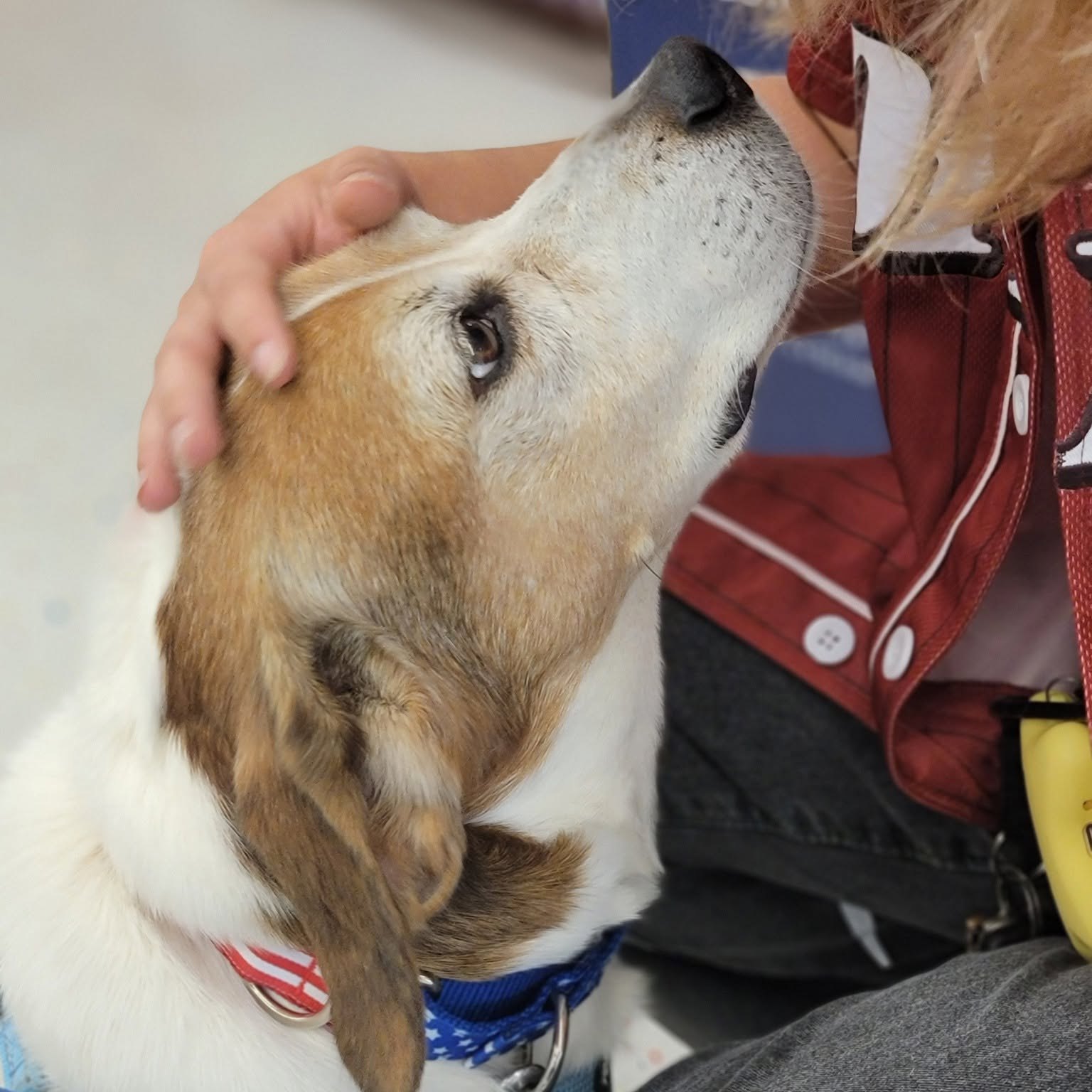Introducing this week’s dog of the week, Sam Elliott, aka Sammie! Sam Elliott is a 10 year old Basset/Beagle mix, who weighs about 42 pounds. Sammie came to us a few months thanks to a local veterinarian who got him out of an abusive situation. He sure never let it get him down as he is such a happy guy!
Sammie is the old man of the shelter, some might say, but he still loves all kinds of adventures! He loves going on walks, cuddling with his humans, and smelling all of the smells. When he goes on walks with volunteers, he often gets the zoomies, which is just ADORABLE!
Sammie is very cool, calm, and relaxed and is just happy to be a part of any experience you will give him. He has even ventured out to Riverfront Nights, and just sat and enjoyed the music. He is very gentle when it comes to cuddling on the couch, or enjoying treats from humans. He also is great with other dogs and is looking for a loving home for his best years!
If you are interested in meeting Sammie or any other PPC pet, please contact us via website or call 423-877-0738.
#shelterdogs #dogs #dogsofinstagram #shelterdogsofinstagram #shelteranimals