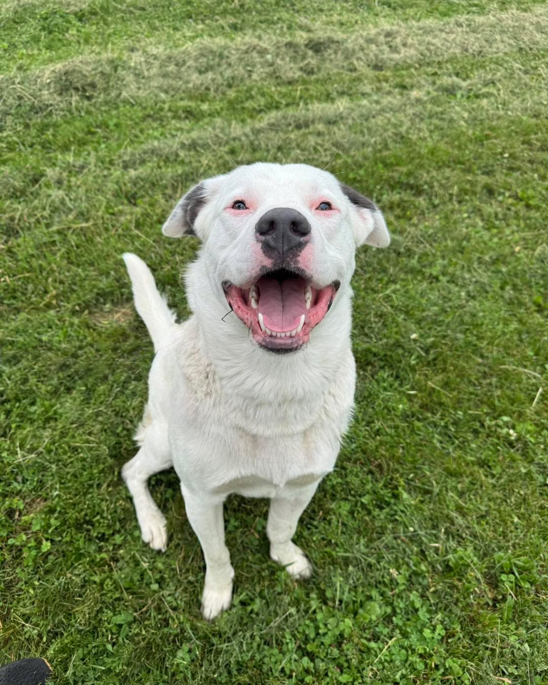 🐾 DNA RESULTS ARE ALMOST IN! WANNA PLAY A GAME? 🐾
Our boy Sully's DNA test results are just about ready, and we want to have some fun before the big reveal!
Based on the photos we're posting, what do YOU think Sully's top TWO breeds are? Drop your guesses in the comments below! 👇
Will anyone get both breeds right? We'll find out soon!
We also have some exciting news to share. United Community Bank has very graciously sponsored Sully's FULL adoption fee!
Want to meet Sully in person? Stop by and see him! We're open Tuesday through Saturday from 10:00 AM to 6:00 PM.
Visit us online at www.humanesocietyofnwia.com for more information about Sully and all of our adoptable pets.
Now let's hear those guesses! What do you think makes up our handsome boy Sully?