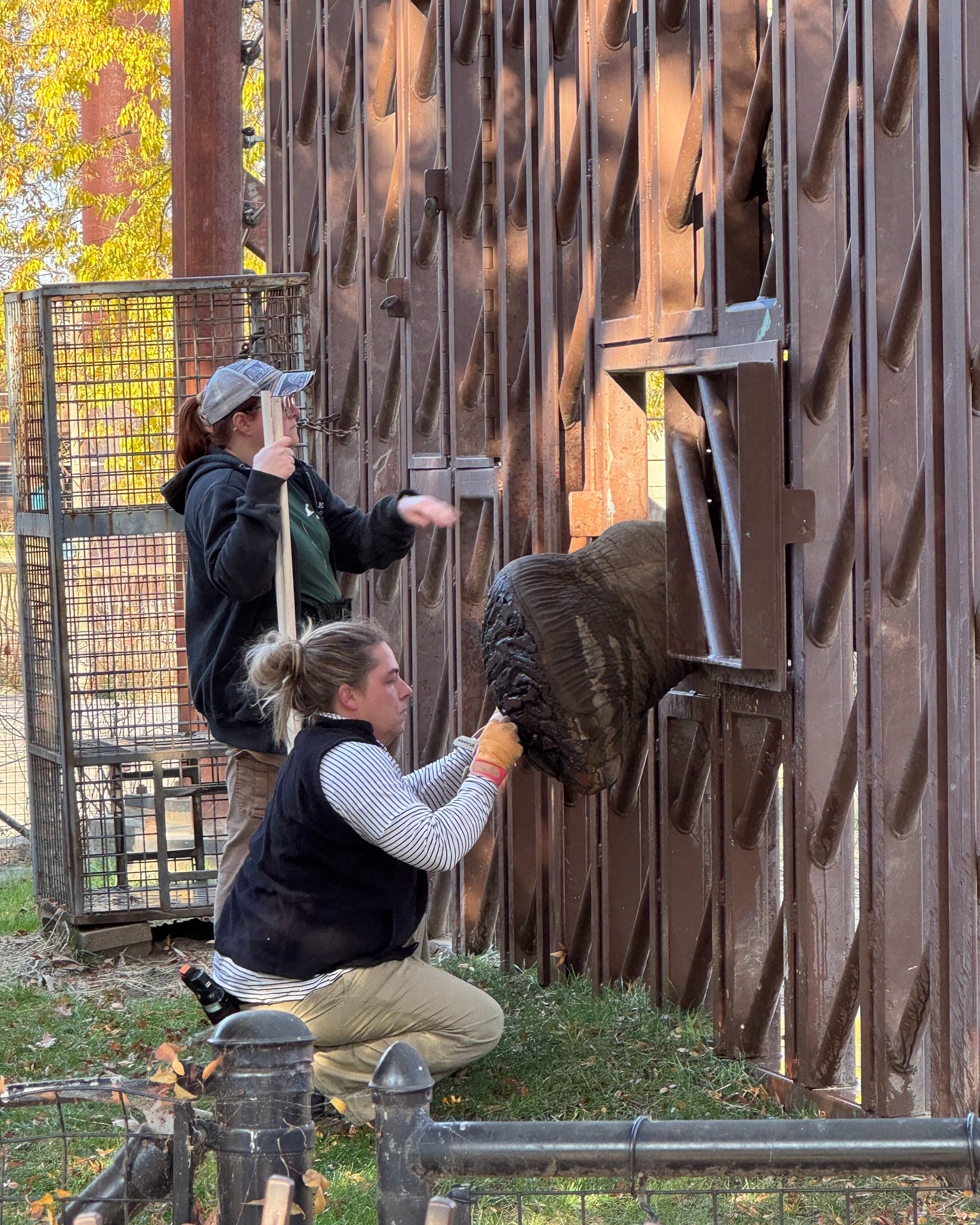 Animal welfare and human welfare are deeply interconnected.
The people caring for animals each day are responsible for observing subtle behavioural changes, implementing enrichment programs, building trust through training, and responding to welfare concerns.
When staff feel supported, valued, and empowered, they are better equipped to provide high-quality care and meet their animals' needs. Conversely, chronic stress, burnout, and compassion fatigue can impact both individual wellbeing and organisational effectiveness. Investing in staff welfare is not separate from animal welfare; it is an essential component of it!
We work in this space via our staff training and program support tools, but we'd like to highlight those in this field who are blazing the trail on this topic and keeping the conversation alive regarding the wellbeing of animal care staff:
⭐ @sabrina_brando_interbeing
⭐ Isabelle at @isazoology
⭐ Demi at WhyWelfareMatters @welfarewild_demi
⭐ Ana at Scientific Animal Welfare Analysis
Anyone else that we've missed who is championing this cause - researchers, consultants, care staff themselves?
And what are the most impactful ways that organisations can support the wellbeing of the people who care for animals?