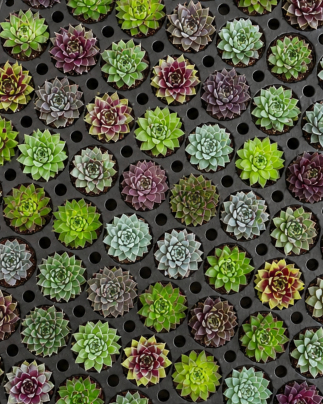 We love gifting green. 🌱💚
Mini succulents make sustainable, memorable corporate gifts that people actually keep. Perfect for conferences, employee appreciation, client gifts, retreats, and corporate events across Canada.
Why businesses choose succulents:
🌿 Custom branded pots and tags
🌿 Easy bulk ordering
🌿 Wholesale pricing
🌿 Canada-wide delivery
🌿 Locally sourced plants
🌿 Eco-friendly packaging
Unlike traditional swag, mini succulents stay on desks, brighten workspaces, and keep your brand visible long after the event ends.
Need custom branding or a fast turnaround? We've got you covered.
👉 Link in bio
How would you customize yours? Tell us below and we'll help plan the perfect order.
#CorporateGifting #SustainableGifts #CorporateGifts #EcoFriendlyGifts #EmployeeAppreciation #ClientGifts #EventMarketing #ConferenceSwag #CanadianBusiness #DeskPlants #SucculentLovers #GreenBusiness #CanadaEvents #GTPlants