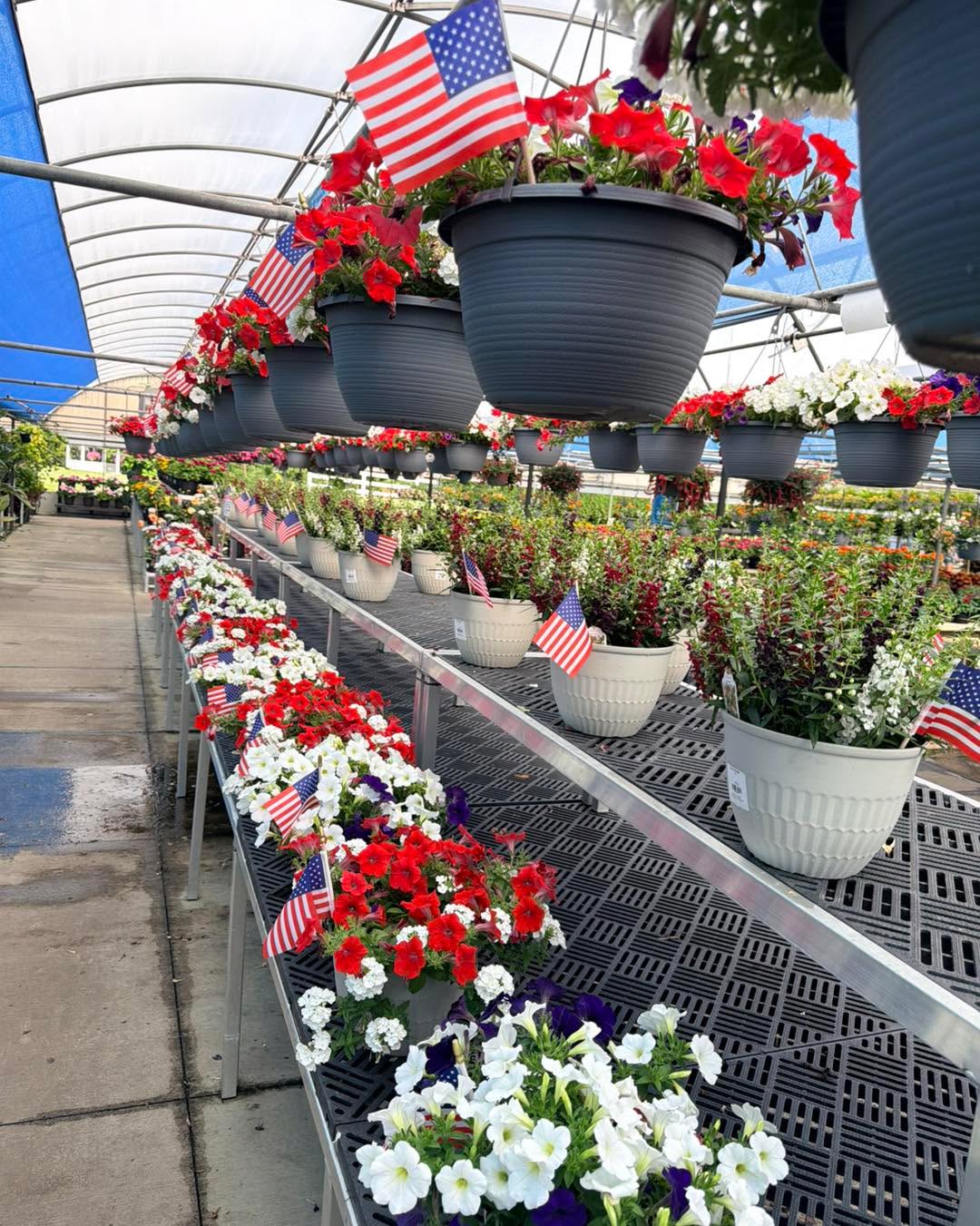 Looking to add some permanent beauty to your landscape? 🏡 Our latest arrival of hardy perennials and stunning shrubs is officially ready for new homes.
The best part? Investing in your garden's future right now pays off immediately. Spend $50 or more on these new beauties, and you’ll walk away with a FREE celebratory Red, White, and Blue patio pot or hanging basket to dress up your porch for the 4th!
Come find your garden's next statement piece today. 🌲✨
#Landscaping #Perennials #ShrubLife #GardenCenter #Freebie