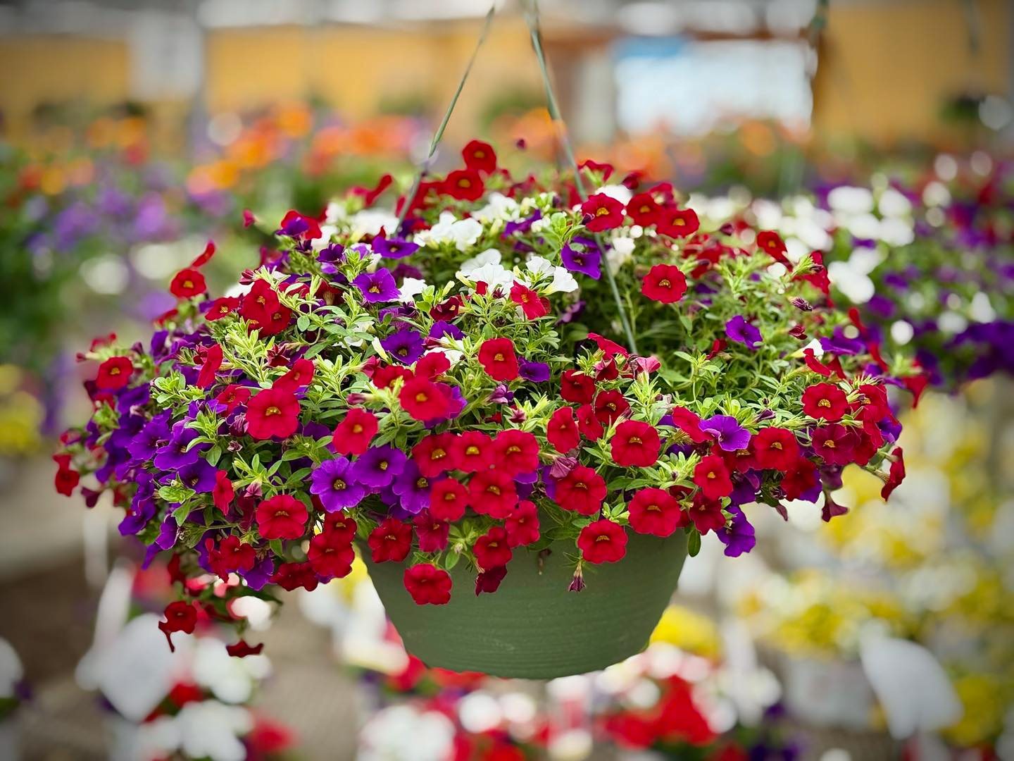 Weekend project checklist:
1️⃣ Upgrade the garden beds.
2️⃣ Score a FREE patriotic planter. 🇺🇸❤️
Our Red, White, and Blue Refresh is in full swing, but these beautiful holiday pots and hanging baskets are going fast! Spend $50+ on any of our new annuals, perennials, or shrubs this weekend and claim yours while supplies last.
Let’s get your space ready for the big 250th nation celebration in style. See you this weekend! 👋🌿
#WeekendGardening #ShopLocal #4thOfJulyDecor #GreenhouseFinds