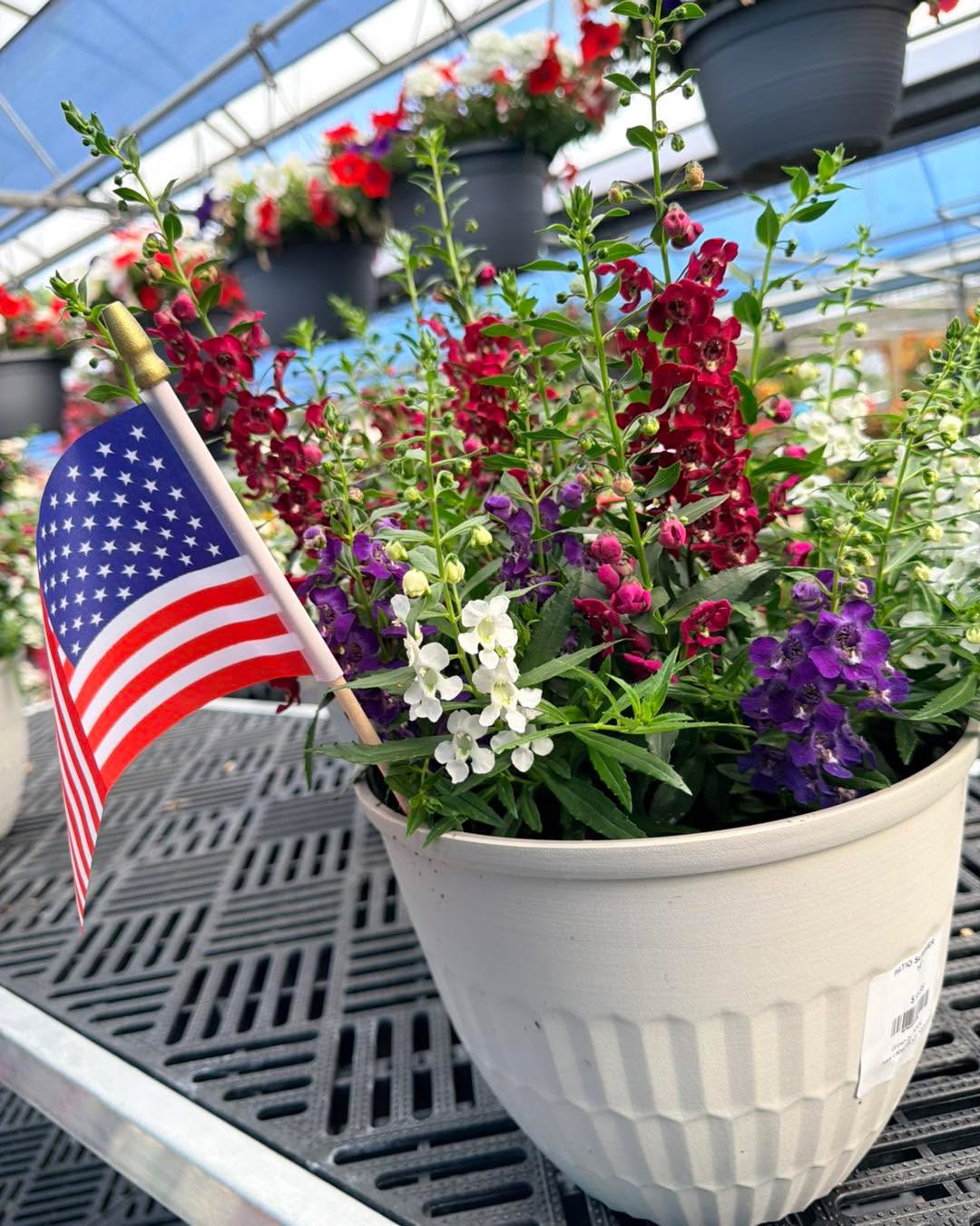 Red, white, and blooming! 🇺🇸✨ Starting TODAY through July 3rd, we’re helping you prep your yard for the ultimate 4th of July & 250th nation celebration.
When you spend $50 or more on our fresh new perennials, shrubs, and summer annuals, you’ll get to take home a FREE Red, White, and Blue patio pot or hanging basket of your choice! 🎆 (While supplies last!)
Come grab your fresh greens and claim your patriotic pop of color before they’re gone!
#GreenhouseLife #4thOfJulyPrep #PlantShopping #PatrioticBlooms #GardenInspiration