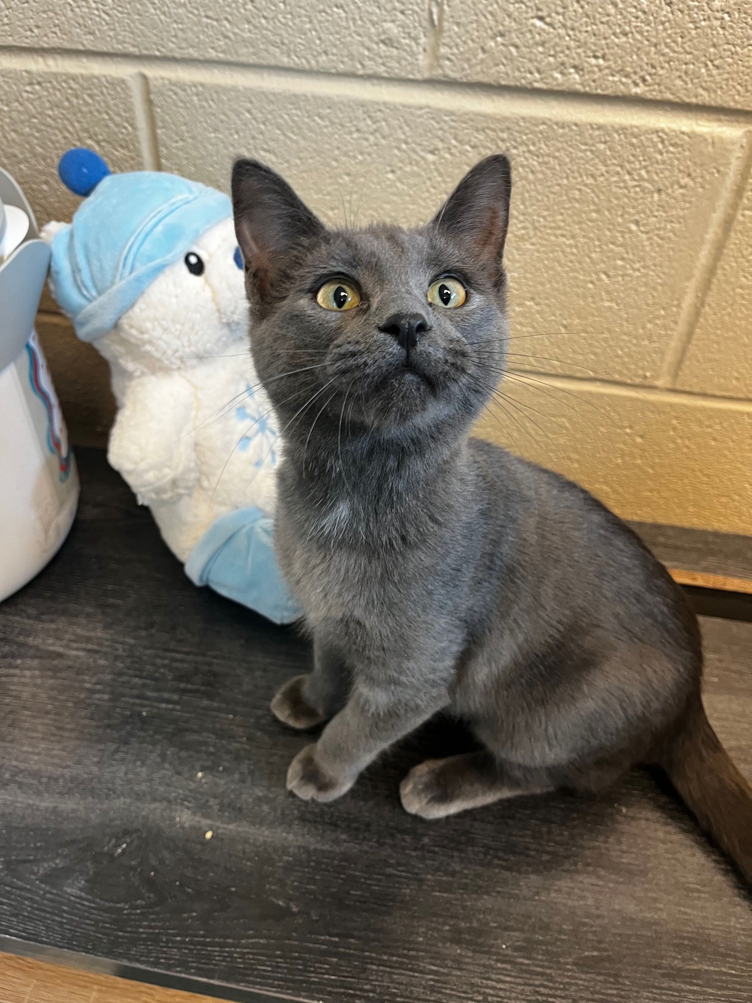 Meet Snapdragon! 🐱 This adorable 5-month-old grey kitten is on the hunt for a forever home. Snapdragon is at that fun kitten age where she's curious, playful, and ready to take on the world one toy at a time 💖
If you've been thinking about adding a feline friend to your family, come meet Snapdragon and see if she's the perfect match for you!
📧 Interested in adopting? Email: adopt@dfwhumane.com
📍 4140 Valley View Lane, Irving, TX 75038
🕐 Hours: Tues–Fri 11am–6pm | Sat 10am–5pm