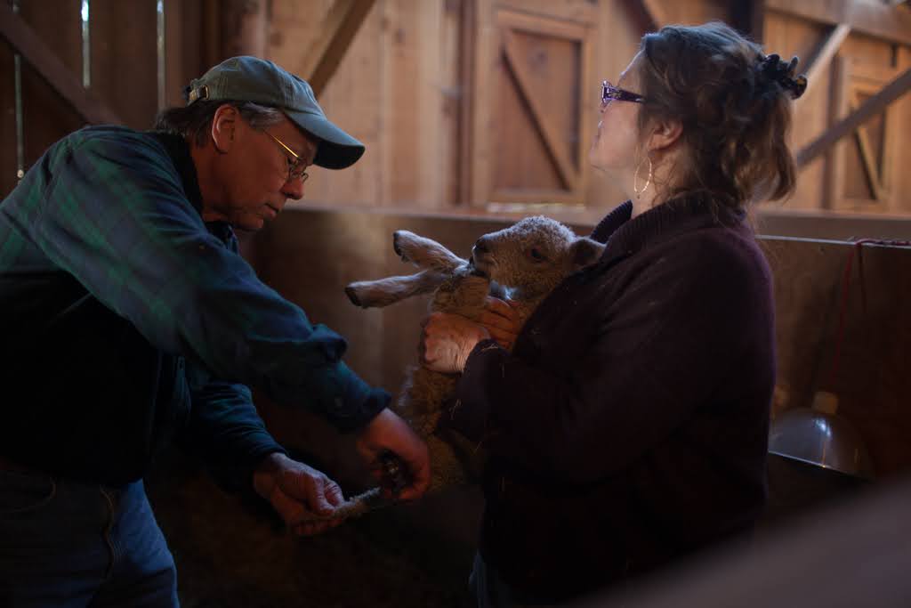 With over 40 years of Veterinary practice and breeding knowledge, Ken is available to our buyers for all questions, context, and emergencies.
But when emergencies come up, no phone call can substitute the kind of care that a local veterinarian brings to your farm.
Excellent animal care requires someone who can be there in person when it matters most. A strong relationship with your local vet is essential and it’s what your animals deserve.
We will always take calls from our buyers, and we’re happy to speak directly with your veterinarian whenever needed.
A phone call with us can’t substitute the kind of care a veterinarian can provide on the ground, but in tandem, our support and your vet’s hands-on presence can work together to create the best possible support system for you and your flock.
#breederinsights #veterinaryadvice #breedingstock #sheepfarm #flock
