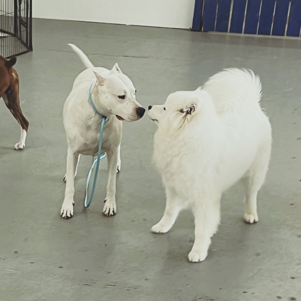 **🐾 Puppies Don’t Stay Puppies for Long 🐶**
They’re cute, they’re squishy, and they make some truly questionable life choices. 😅
Puppyhood is the best time to start building the skills your dog will need for the rest of their life — confidence, manners, handling, social skills, and clear communication.
Our puppy programs are designed to help owners tackle the big puppy stuff early:
✨ Potty & crate training foundations
✨ Puppy nipping and jumping
✨ Confidence building
✨ Proper socialization
✨ Leash introduction
✨ Sit, Down, Place, Leave It, Recall & more
Whether your puppy is bold, shy, wild, or still figuring out how their legs work, we can help you start them off right.
Don’t wait until “cute puppy chaos” turns into “full-grown dog with hobbies we did not approve.” 😂
Message us or visit **DauntlessDogTraining.com** to learn more about upcoming puppy classes and puppy playtime!
#PolitePuppy #PuppyTraining #PuppyClass #DauntlessDogs #DogTraining #PasadenaMD #CurtisBayMD #ConfidentPuppies #StartThemRight #PuppyLife
