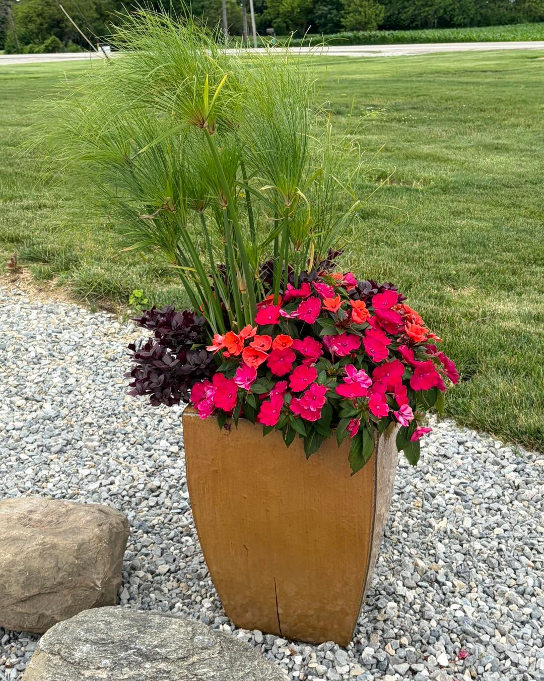 Do your plants have what it takes to take the crown? 🏆🌸
Get your cameras and your green thumbs ready, because our July Bloom Contest is just around the corner! We want to see the absolute best of what’s flowering in your gardens.
Start snapping those photos this week to prep for the contest launch next month. What’s currently stealing the show in your yard? Tell us in the comments! 👇
#BloomContest #GardenGoals #FlowerPower #ShowUsYourBlooms #JulyContest