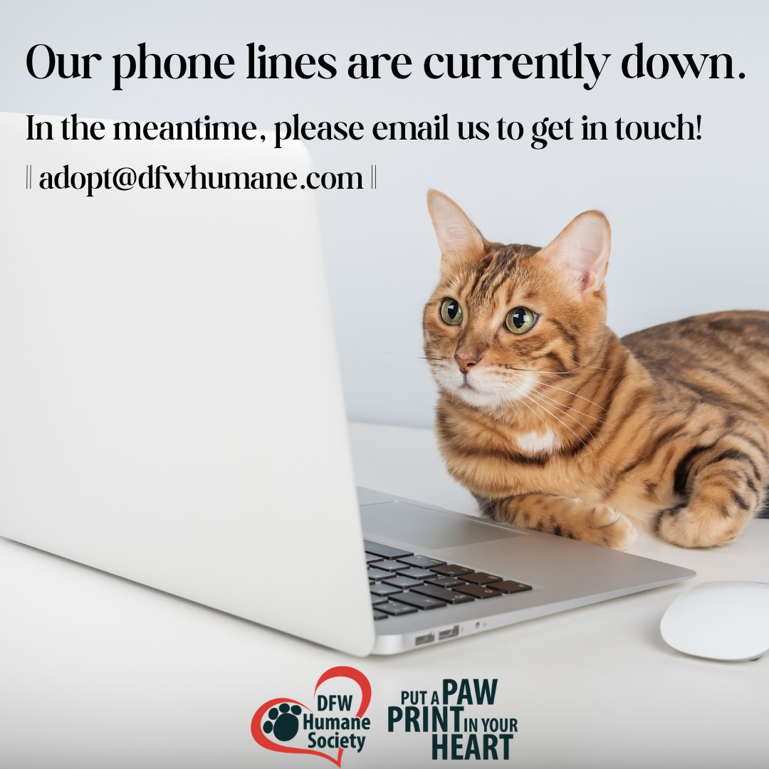 Our phone lines are currently down, and we are unable to receive calls at this time.
If you have questions about adoptions, fostering, volunteering, donations, or any other shelter-related inquiries, please email us at adopt@dfwhumane.com and a member of our team will get back to you as soon as possible.