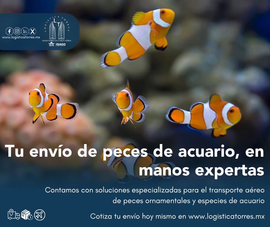🐠✈️ Transportamos peces de acuario con el cuidado que requieren.
En Logística Torres contamos con soluciones especializadas para el transporte aéreo de peces ornamentales y especies de acuario, garantizando un manejo seguro desde el origen hasta su destino.
✅ Manejo especializado para especies vivas
✅ Atención personalizada durante todo el proceso
✅ Envíos rápidos a nivel nacional
✅ Coordinación logística especializada
Trabajamos con acuarios, tiendas de mascotas, distribuidores y criaderos que necesitan un servicio confiable para el traslado de sus especies.
Porque cuando se transporta vida, la experiencia hace la diferencia. 🌊💙
📩 Contáctanos y recibe asesoría para el envío aéreo de peces de acuario.
.
.
.
.
#PecesDeAcuario #EspeciesVivas #CargaAérea #LogísticaTorres #Acuarios #LogísticaEspecializada #TransporteSeguro #tucargasegura #tucargasegurayatiempo #logistica #volariscargo #logisticaytransporte #SomosLogisticaTorres #enviosnacionales