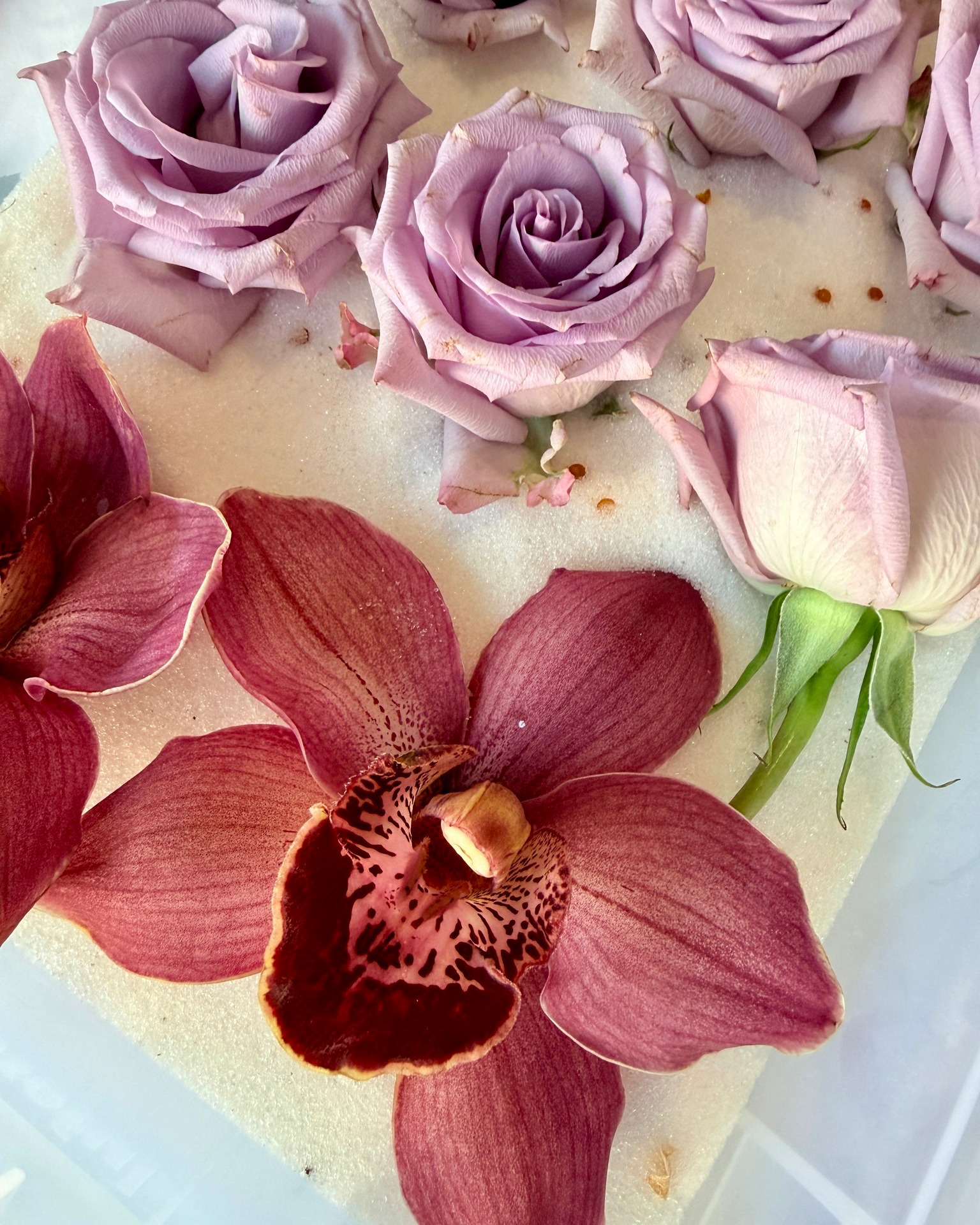 Sometimes the details are the whole story.
Two of my favourites from Chloe's bouquet — a single lisianthus bloom and a deep burgundy chrysanthemum, both tucked into silica and ready for the wait.
I never get tired of seeing flowers up close like this. The texture, the layers, the way the petals curl. It's the bit you don't really notice in a full bouquet, but once they're out and laid flat, every single bloom has its own personality.
#flowerpreservation #behindthescenes #goldcoastflowerpreservation #cherishedblooms #studiolife