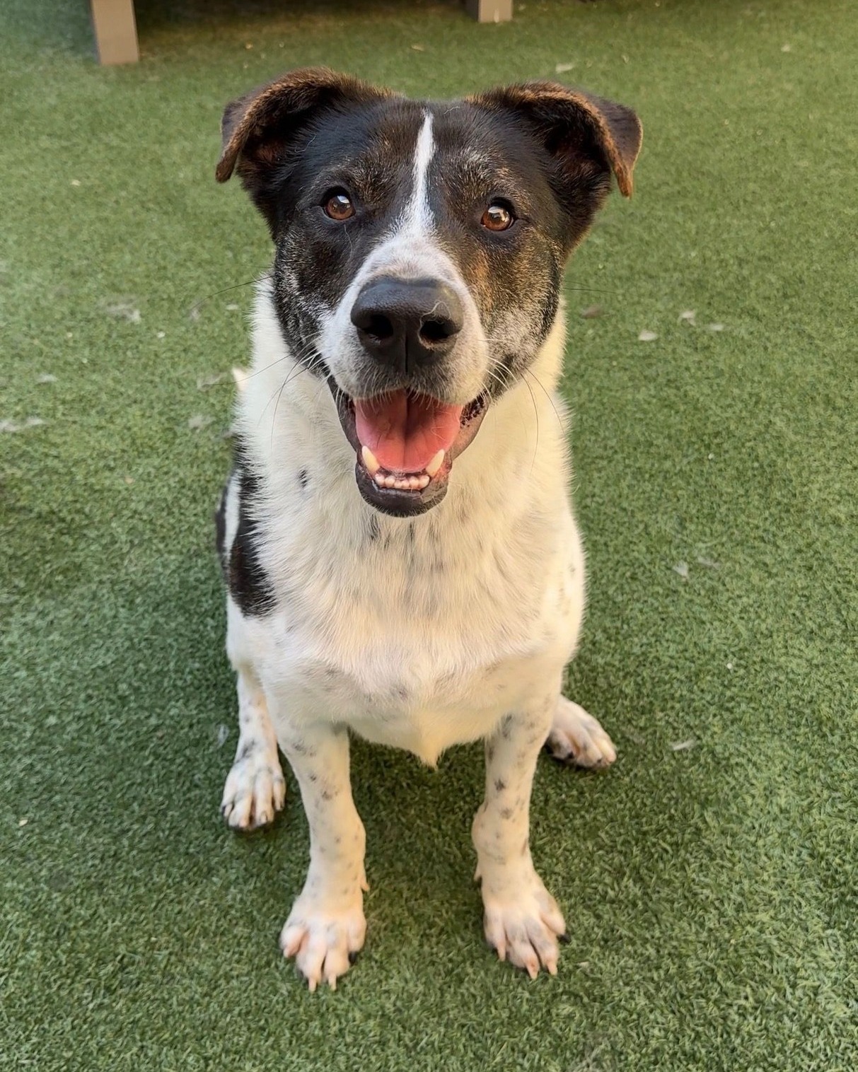 Meet Oreo, the 1-year-old Pointer mix 💖 This sweet boy spent months at Lewisville Animal Shelter after arriving as just a 6-month-old pup, and has been with us since the end of February waiting for his chance at a forever home. We know his perfect match is out there, so please share this post and help us find it!!
📧 Interested in adopting? Email: adopt@dfwhumane.com
📍 4140 Valley View Lane, Irving, TX 75038
🕐 Hours: Tues–Fri 11am–6pm | Sat 10am–5pm