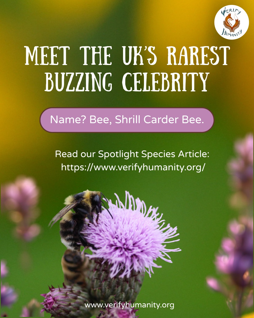 Not all heroes wear capes. Some have fuzzy stripes and a distinctive buzz.🐝
The endangered Shrill Carder Bee may be small, but it plays a vital role in supporting wildflowers and biodiversity.🪻Once found across much of Southern Britain, it is now one of the UK's rarest bumblebees.
Read our Spotlight Article to learn more about this remarkable bee this #insectweek. https://www.verifyhumanity.org/blog
- Why did this remarkable pollinator almost disappear?
- What is being done to bring it back?
- A story of biodiversity, conservation, and hope. 💚🌱
Step inside her tiny, high-stakes world: https://www.verifyhumanity.org/blog
#bumblebee #conservation #endangeredspecies #endangeredwildlife #insectweek
