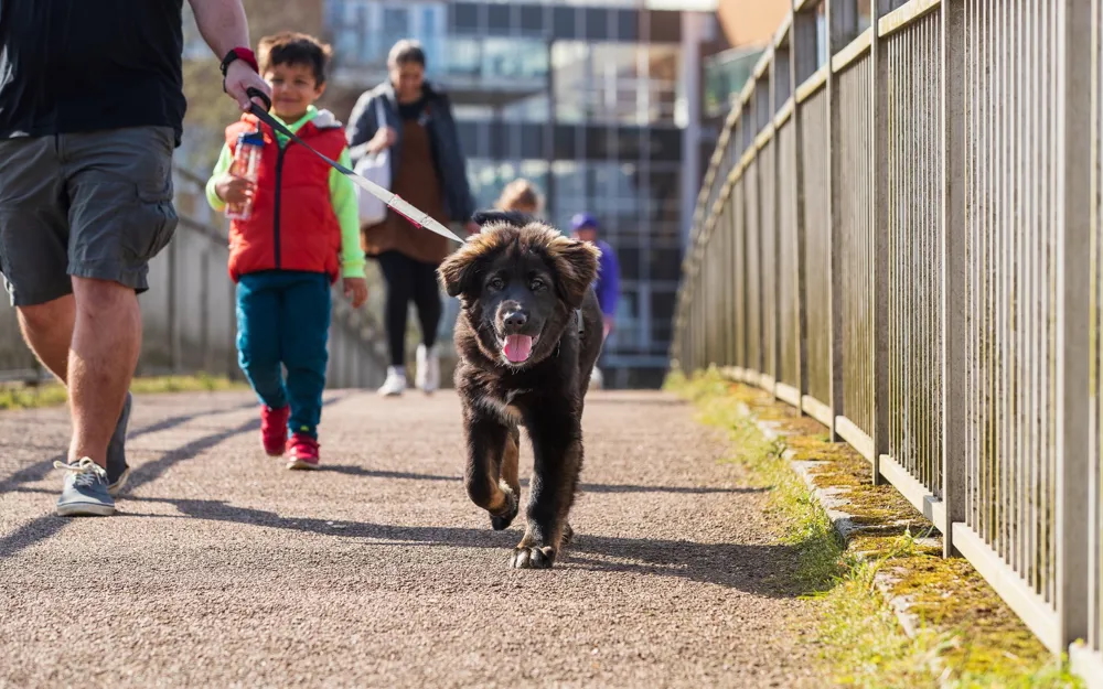 Woof Walk: Shenley Wood
Shenley Wood -Sat 27 Jun 2026 - 10:00 AM
Join us for a fun Woof Walk at another of our amazing ancient woodlands Shenley Wood. on Saturday 27th June at 10am. This is a fantastic opportunity for you and your dog to explore one of Milton Keynes’ green spaces, while socialising with other dog owners and their pe