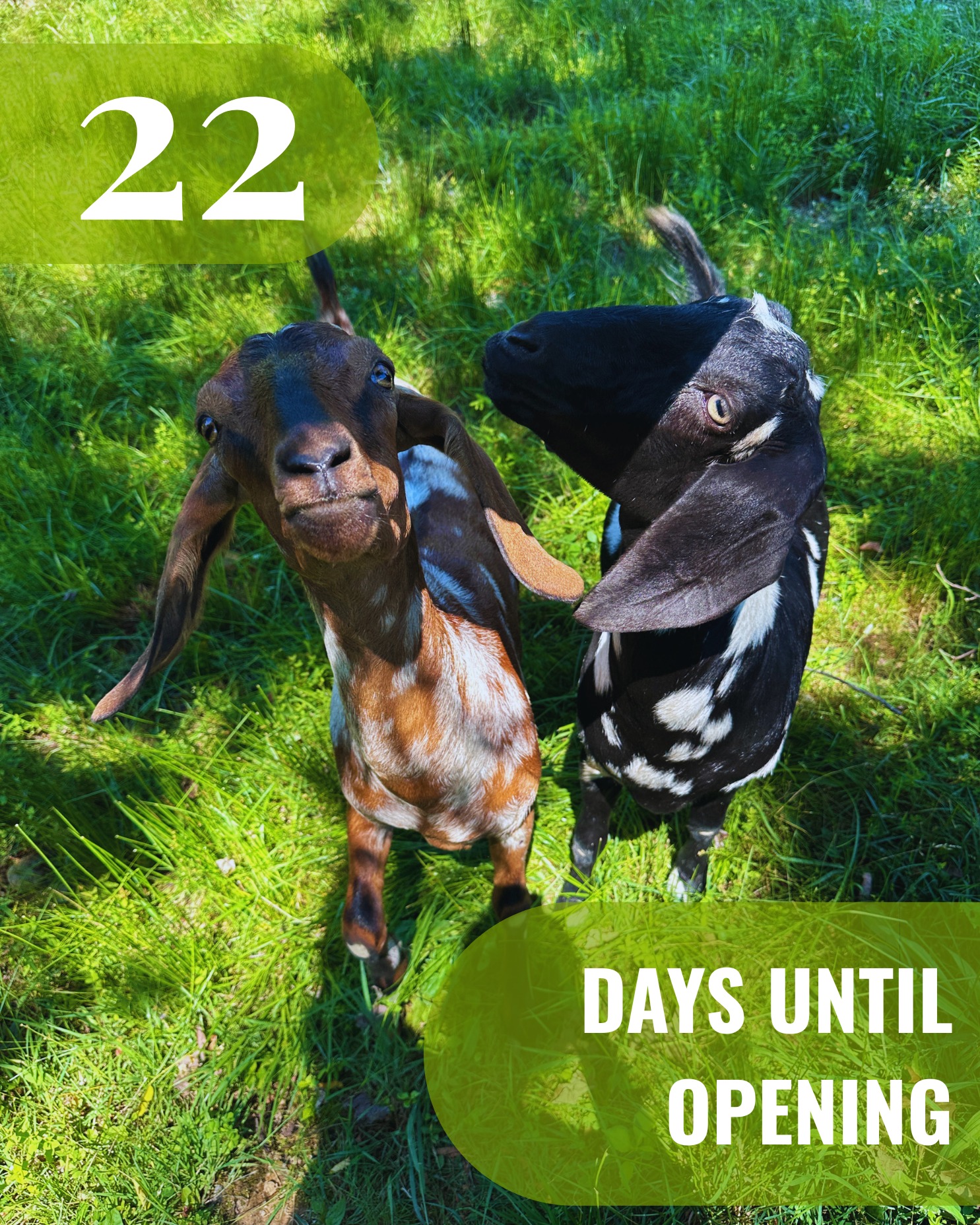 🗓️ Only 22 more days—the countdown is officially on!
Every season brings something new to the orchard, and this year we're excited to introduce Lucy & Bambi! 🐐✨
These friendly (and silly) goats came to us from a local farm, where they were raised by two young girls. Their favorite things include munching on weeds and grass, getting treats from visitors, and making new friends.
We're counting down the days until you can meet them for yourself. Trust us—they're already practicing their greetings.
Who's excited to meet Lucy & Bambi this summer? 💚