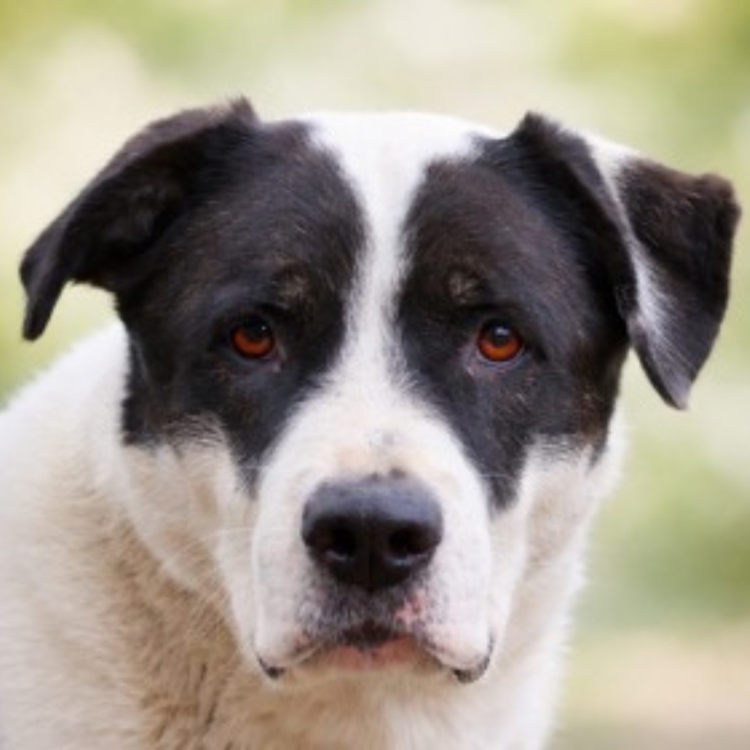 Long-stay shelter pup Bobo has been considering pursuing modeling as a career and would like everyone to admire his best Blue Steel look. We're not saying he's the next canine supermodel... but we're also not not saying it 😹
This sweet boy has been waiting since November of 2024 for someone to give him a chance and find a forever family that appreciates a shelter dog with good looks and a great heart 💖
📧 Interested in adopting? Email: adopt@dfwhumane.com
📍 4140 Valley View Lane, Irving, TX 75038
🕐 Hours: Tues–Fri 11am–6pm | Sat 10am–5pm