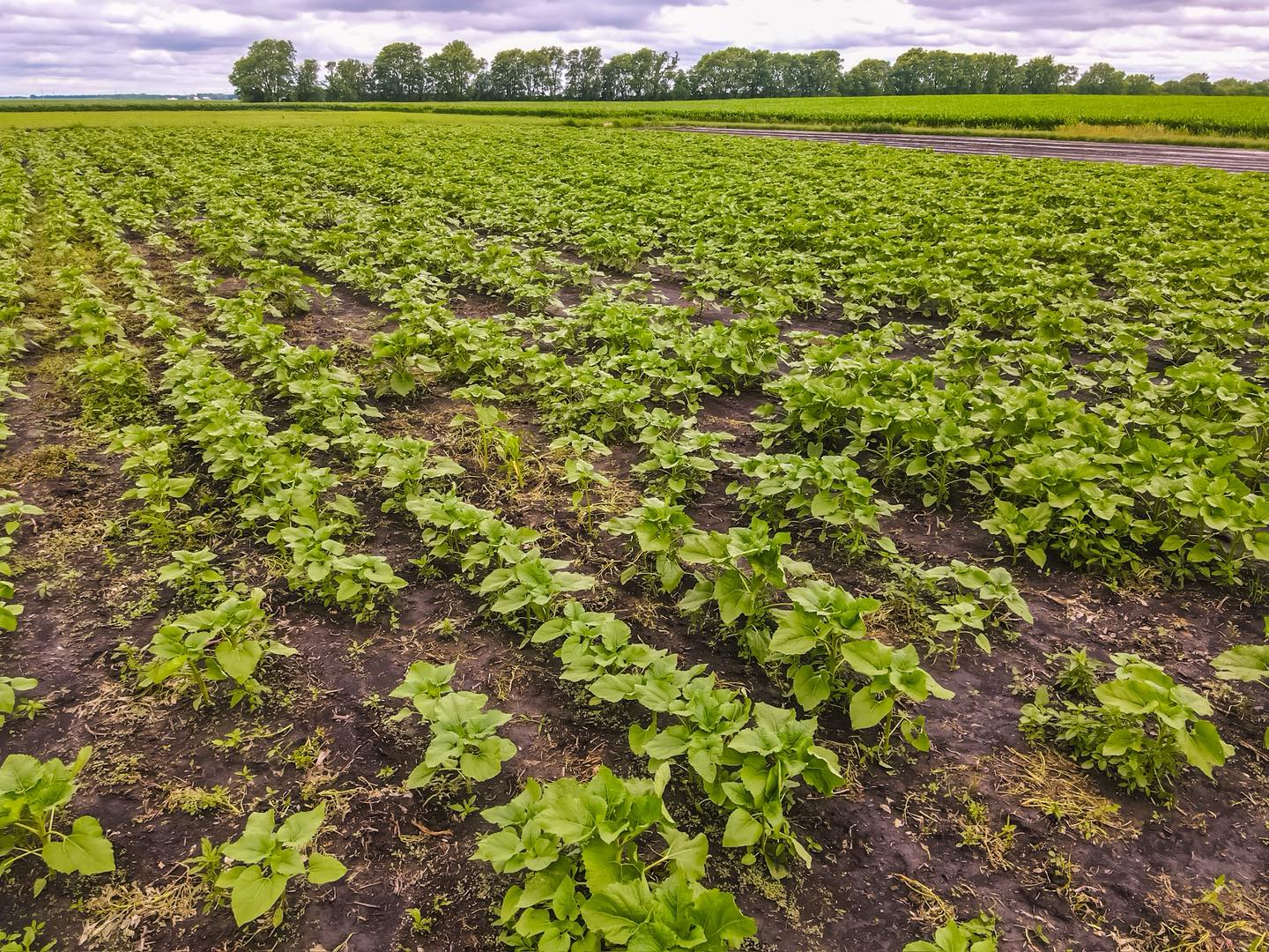We wanted to give everyone a quick update on our cut flower field. Unfortunately, we’re delaying opening it up until early July. It feels like we’re about a month behind on a lot of growth and it’s definitely not by choice!
We can thank Mother Nature for that. First, she dried us out, and now she just keeps turning on the waterworks along with washing out some rows we had just replanted. Needless to say, we’re ready for a little balance.
The good news? Not all of our flowers got the memo. Of everything we’ve planted so far (besides the mums), the sunflowers are right on schedule and looking beautiful! 🌻
We appreciate your patience and can’t wait to open the flower field soon. Until then, enjoy these sunny faces and know that the blooms will be worth the wait! 🩷