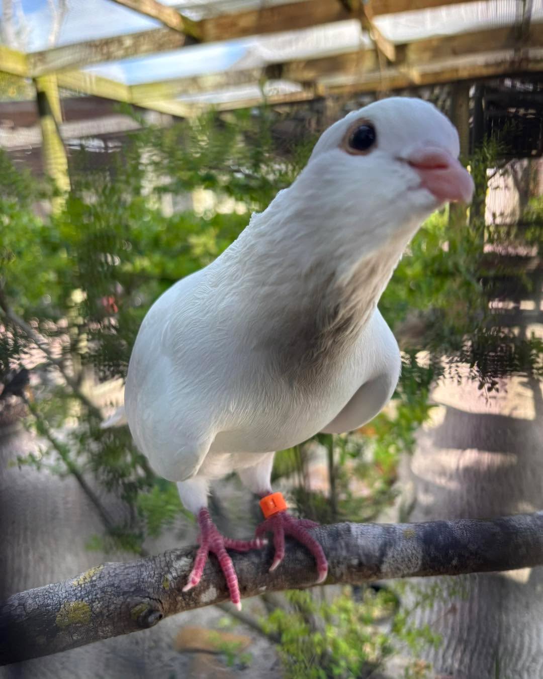 FRANK! We’ve had a few folks wondering where he is…he has been relocated from upstairs to downstairs on the Bird Walk. He has even more room to be his dancey fancy self. Come say hi! We’re open daily from 10am-5pm • Free admission!