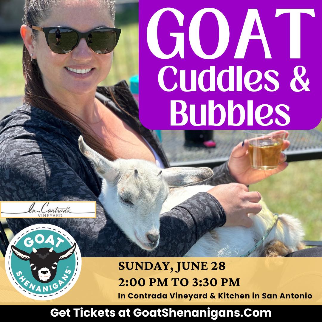 Looking for the perfect spot for a peaceful escape? Come snuggle up with the sweetest baby goats this Sunday, June 28, at Goat Cuddles & Bubbles at In Contrada Vineyard and Kitchen. We'll be there from 2 PM to 3:30 PM, where you can unwind and love on the goats, take pictures, and even let them nap on your lap. Each ticket includes a complimentary drink from @incontradakitchen_winery.
Grab tickets for the whole family at this kid-friendly spot, your friends, or just treat yourself because everyone could use a little baby goat joy in their life!
#SanAntonioEvents #SanAntonioTX #SATX #SundayFundaySA #SanAntonioWeekend #SATXEvents #ExploreSanAntonio #VisitSanAntonio #ThingsToDoInSanAntonio #ThingsToDoInSA #SanAntonioFun #SummerInSanAntonio #SATXKids #SanAntonioKids #SanAntonioMoms #SanAntonioFamilies